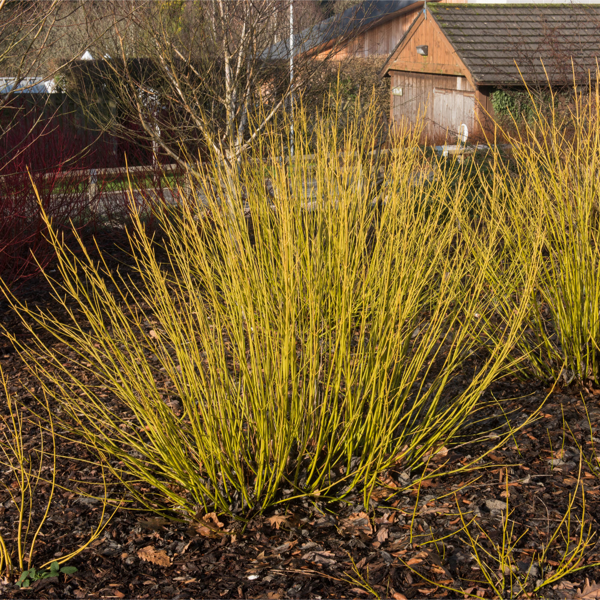 A Cornus stolonifera flaviramea – Yellow Dogwood (1L/2L) with thin yellow stems grows in a winter garden with bare soil and fallen leaves, while trees and a wooden shed appear in the background.