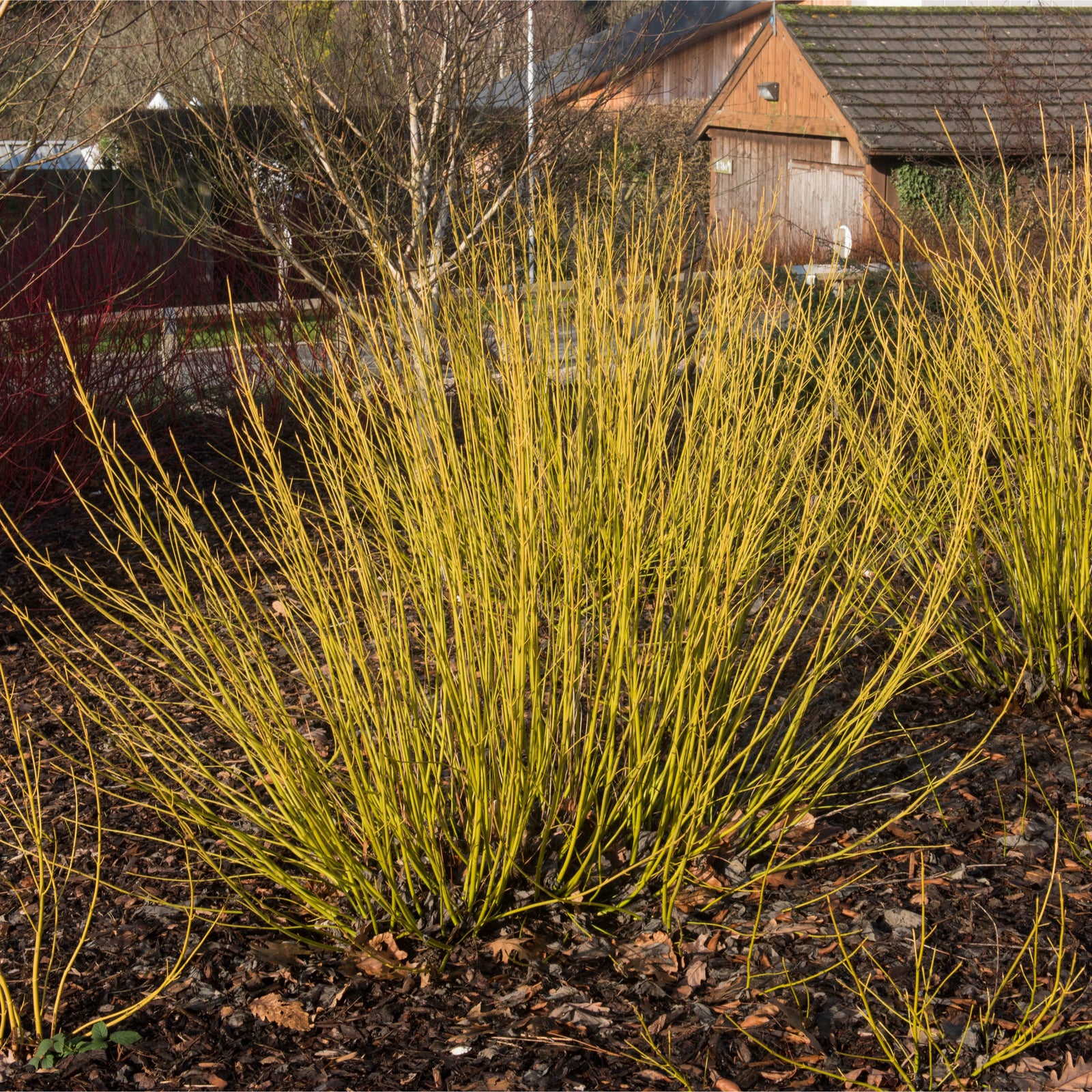 A Cornus stolonifera flaviramea – Yellow Dogwood (1L/2L) with thin yellow stems grows in a winter garden with bare soil and fallen leaves, while trees and a wooden shed appear in the background.