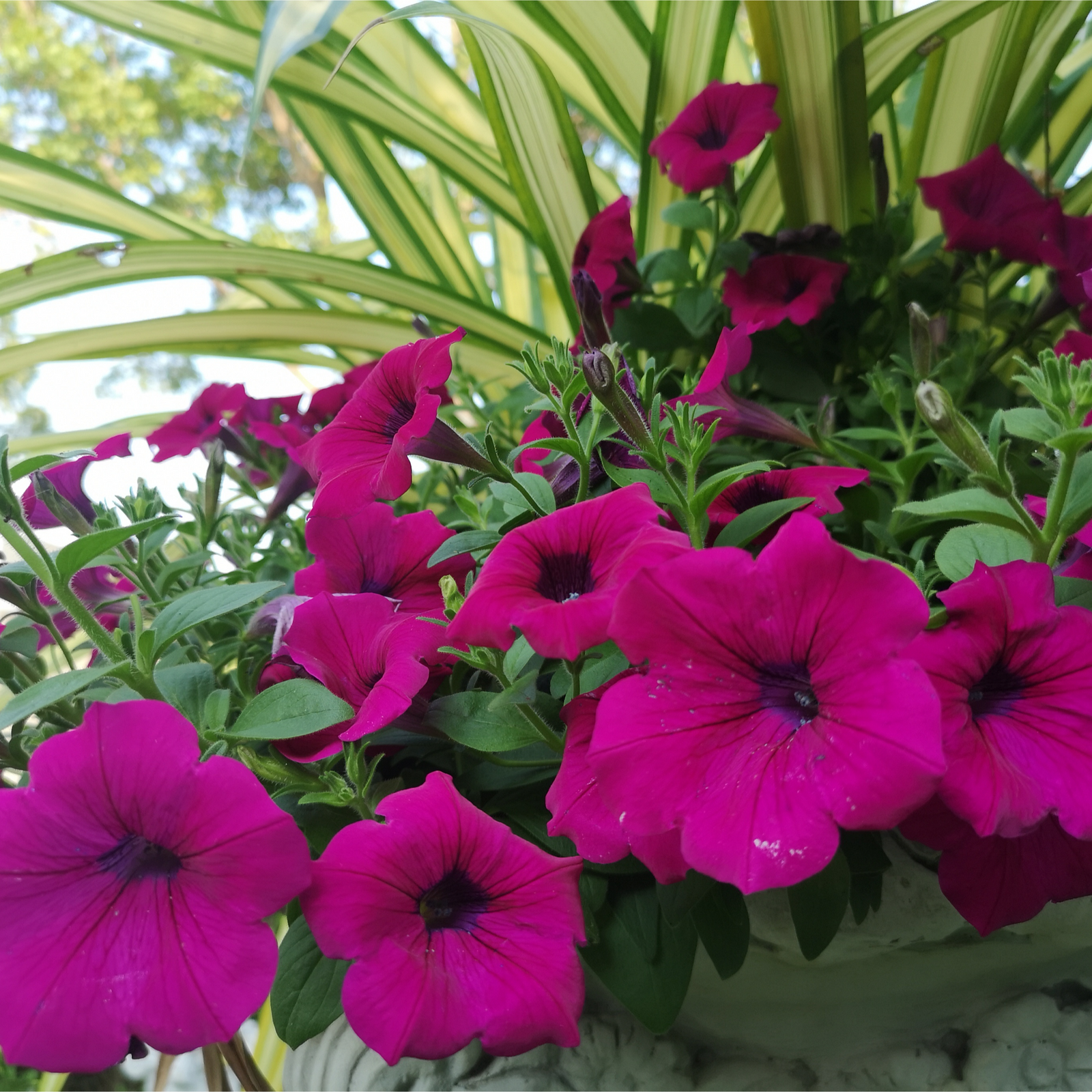 Petunia 'Trailing Surfinia Purple'