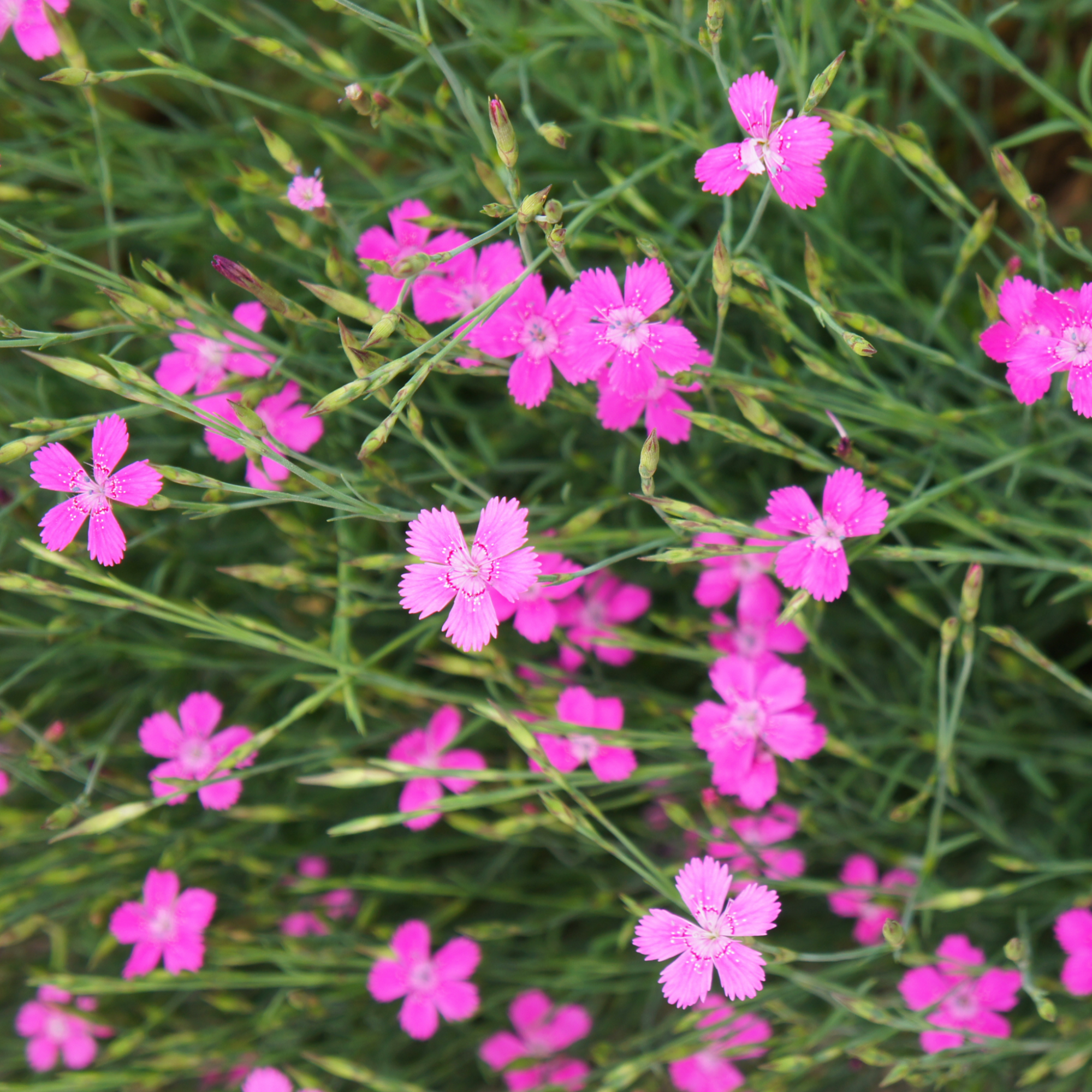 Dianthus deltoies 'Brilliant' 9cm