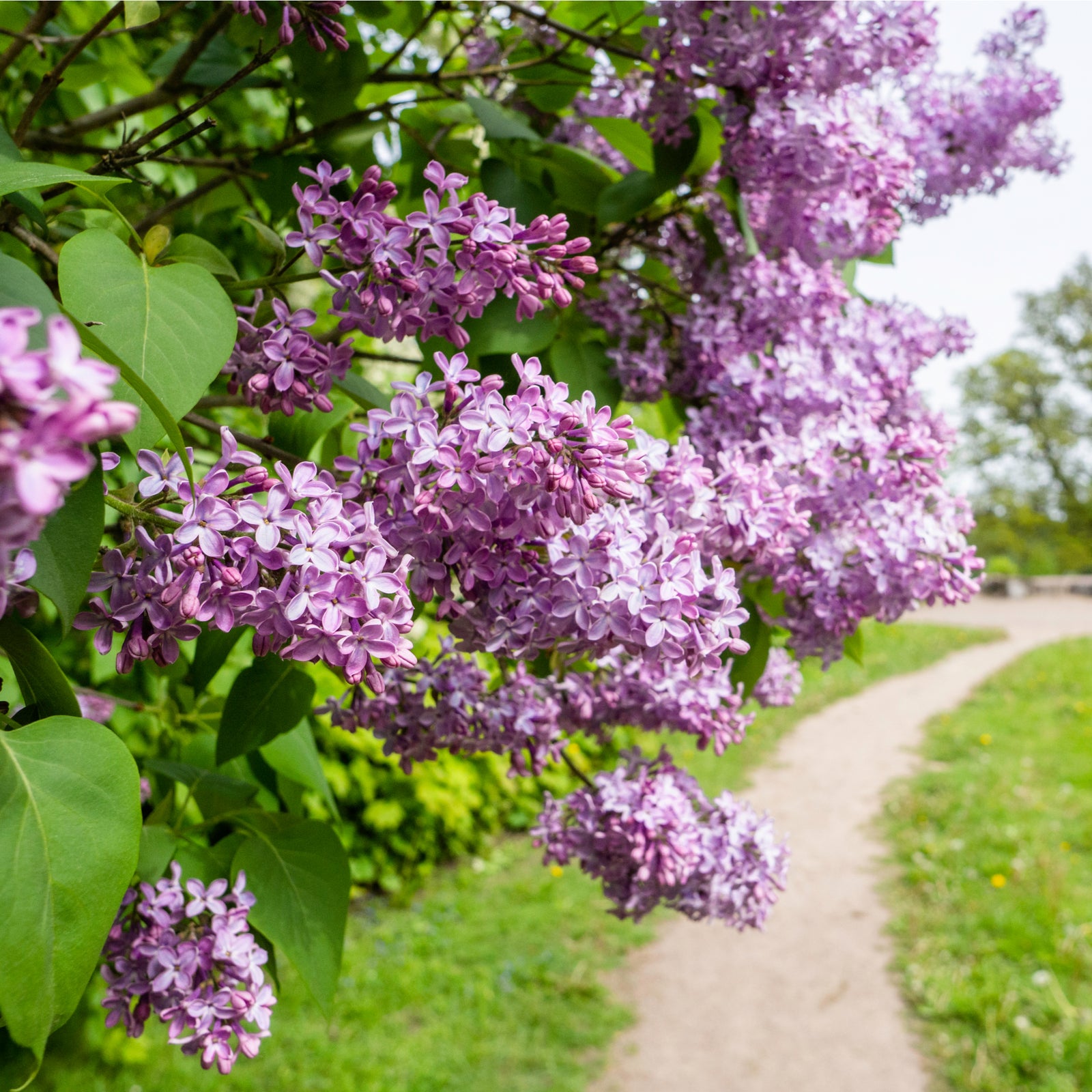 Clusters of vibrant purple Syringa vulgaris 'Paul Deschanel' lilac flowers bloom on leafy branches beside a winding dirt path in a sunlit green park.