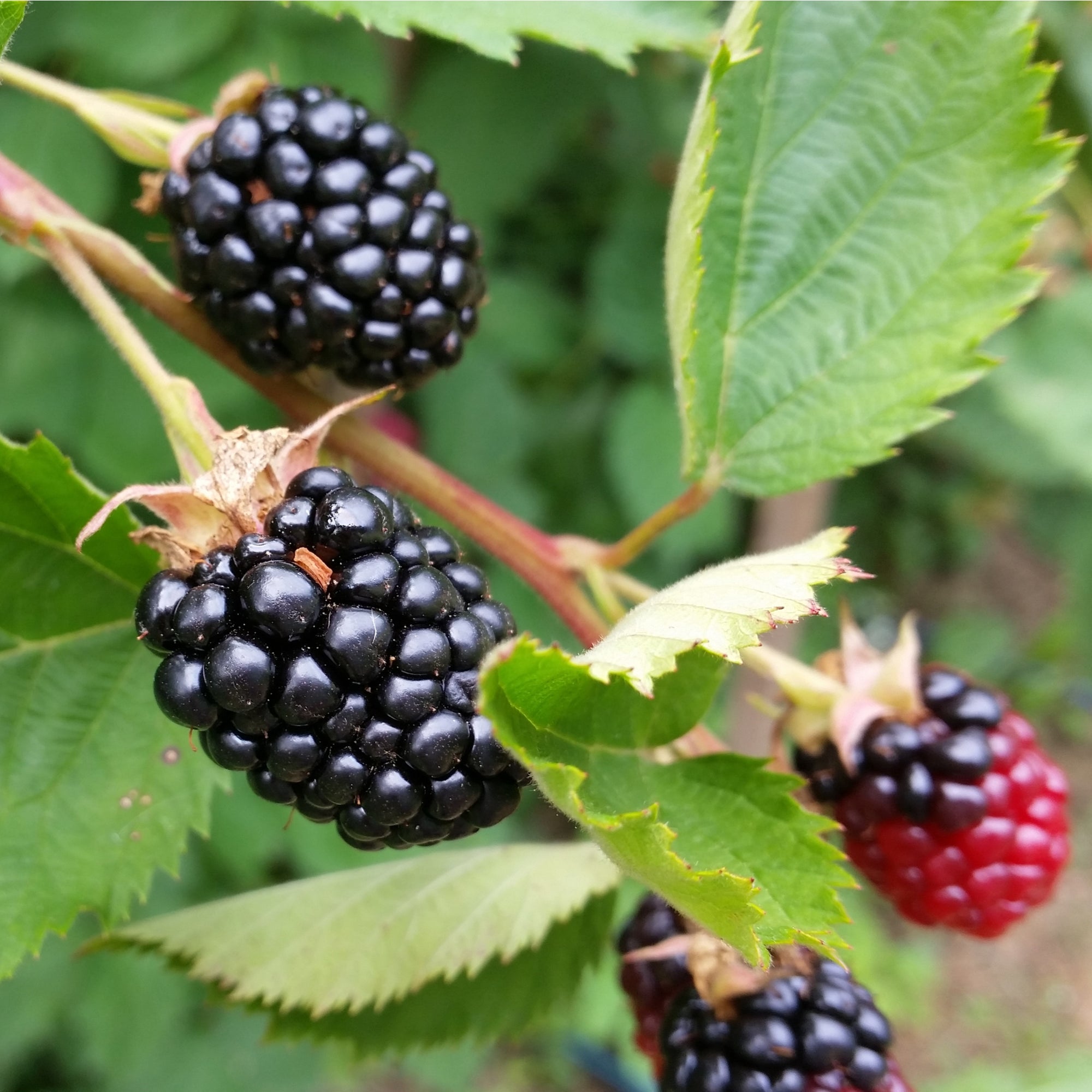 Blackberry 'Thornless Evergreen' 2L