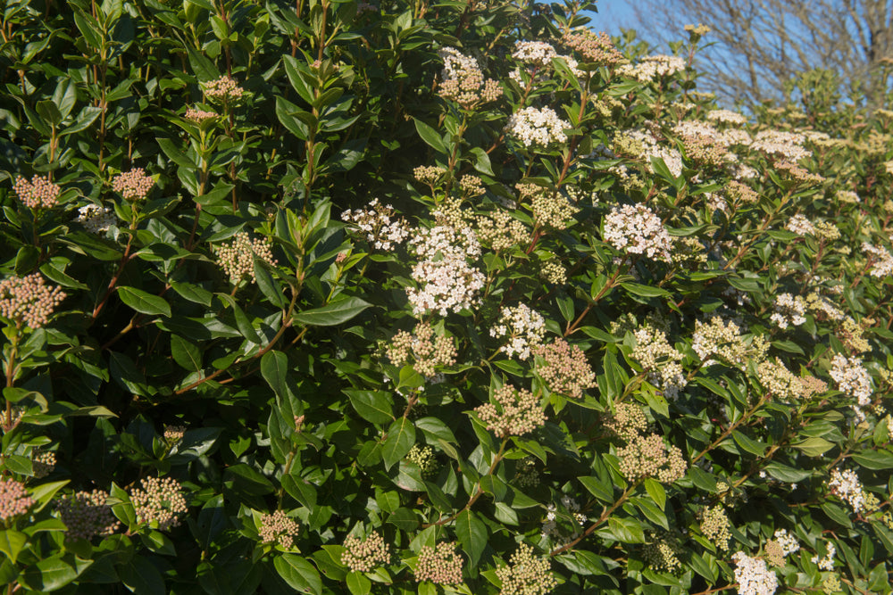 Viburnum tinus &#39;Eve Price&#39; 9cm-7.5L