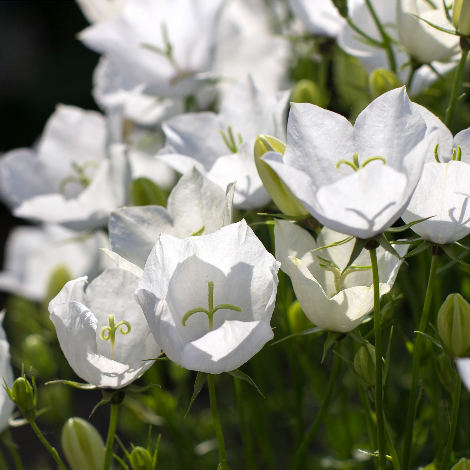Campanula (Bell Flower) Pristar White 1.5L features a cluster of white, bell-shaped blooms with delicate green stems and buds, flourishing in natural sunlight against a softly blurred background.