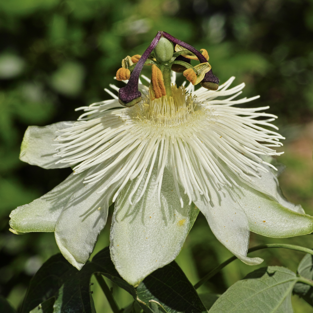 Close-up of a Constance Elliot Passionflower Climber (60cm) with striking white blooms, long thin petals, and prominent central filaments amid green foliage; this exotic plant also produces edible passion fruits.