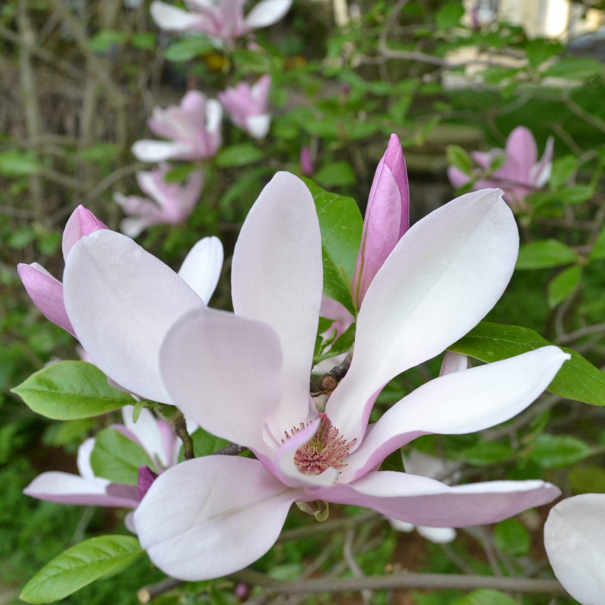 A close-up of Magnolia &#39;George Henry Kern&#39; 1/3L, a deciduous shrub with pale pink and white petals, surrounded by green leaves and more blossoms in the background.