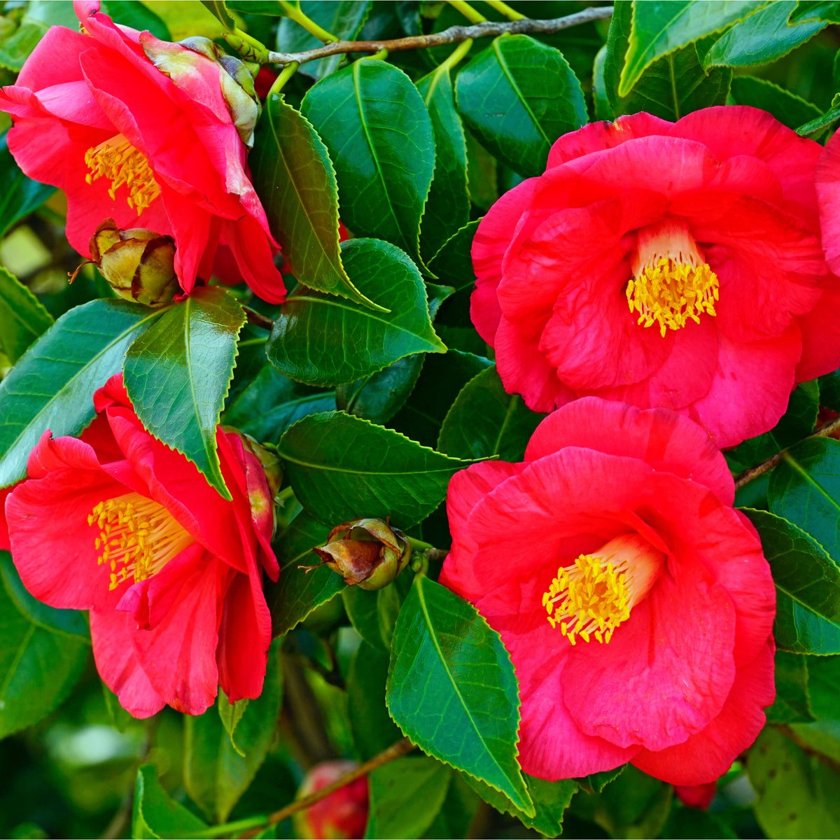Camellia japonica &#39;Adolphe Audusson&#39; 3L (70cm Tall)