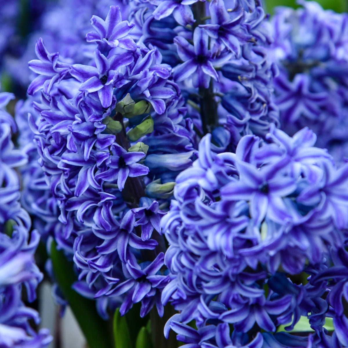 Close-up of vibrant purple hyacinths in full bloom, featuring fragrant flowers and lush green leaves—perfect inspiration for planting Hyacinth Mixed (3/7 Bulbs) with your spring garden favorites.