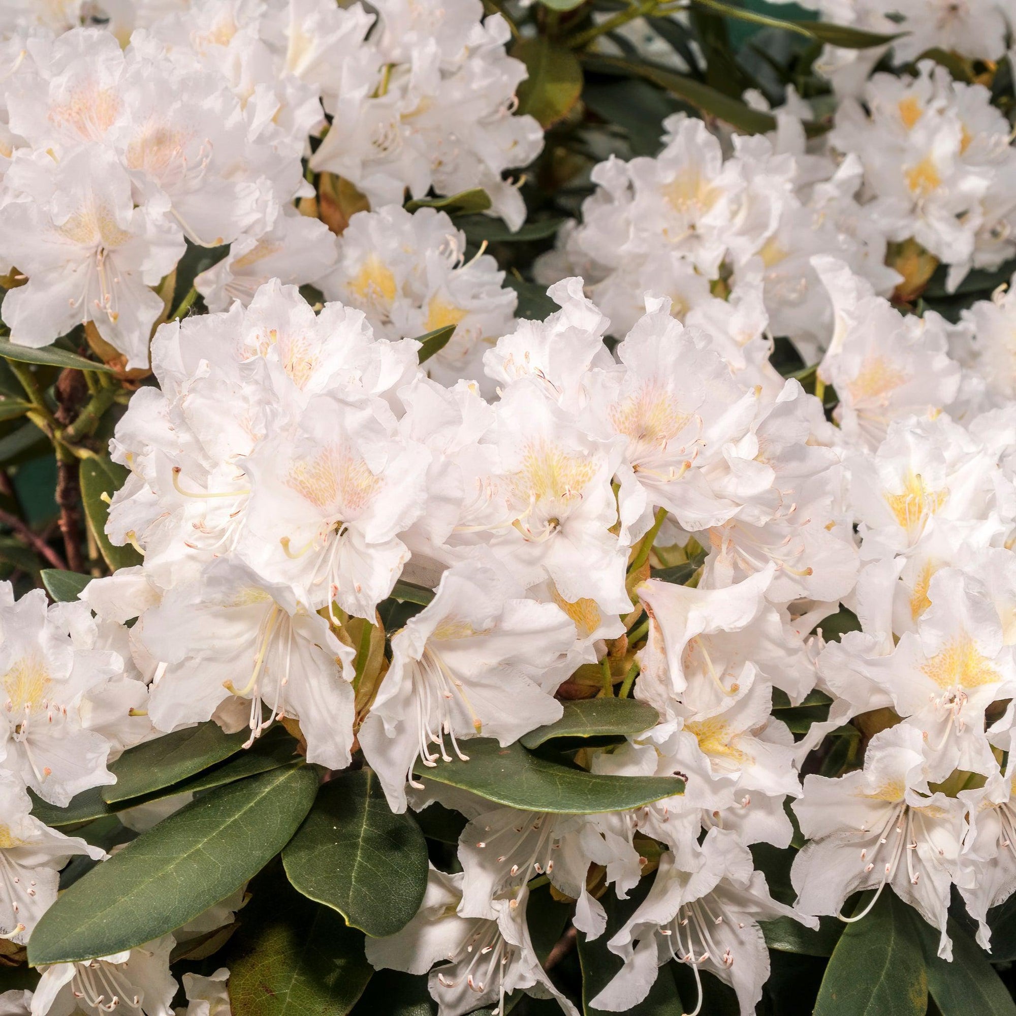 Rhododendron impeditum 'Album' 1L