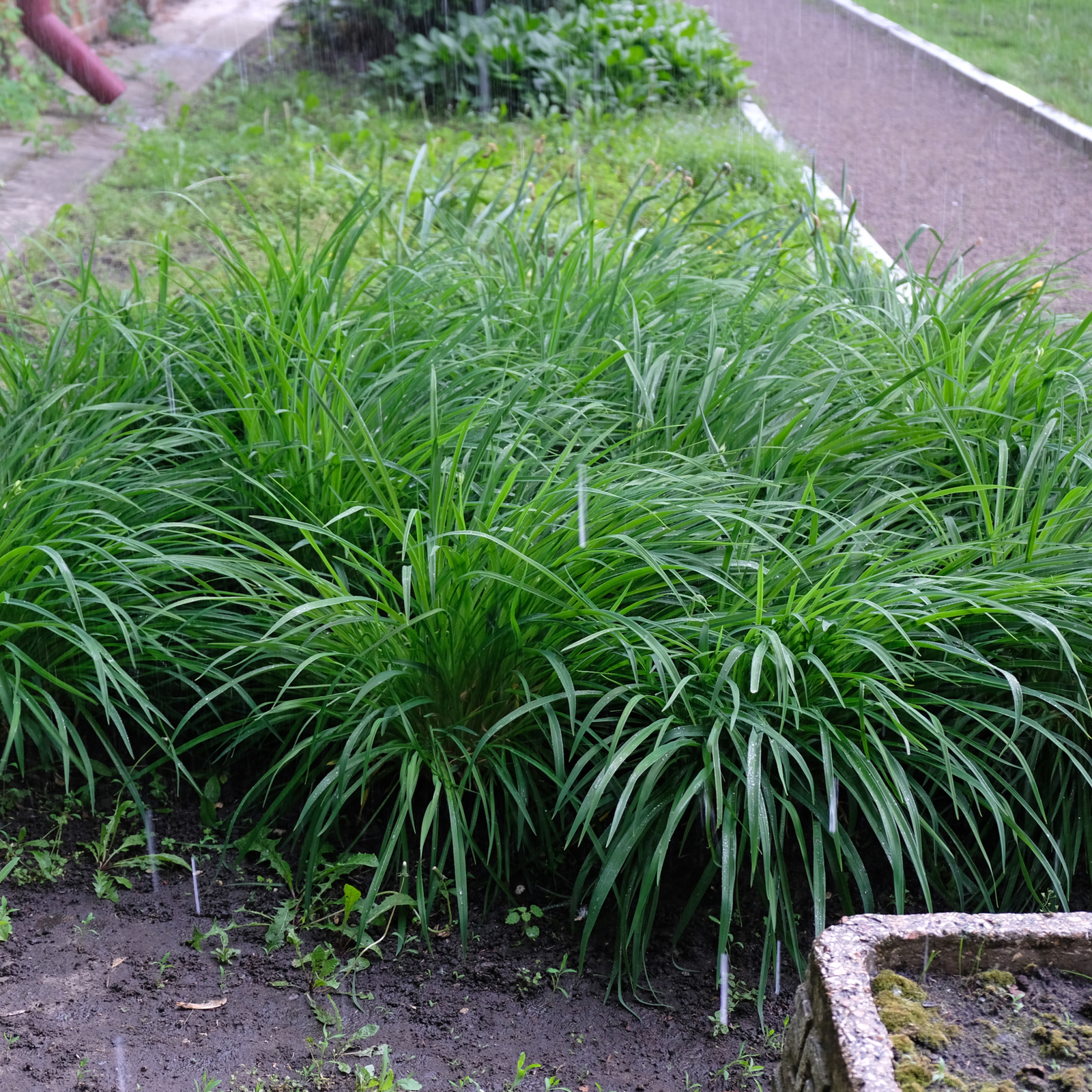 Carex oshimensis 'Intense Green' 2L is an evergreen grass ideal for gardens and containers, bringing vibrant greenery to any space.