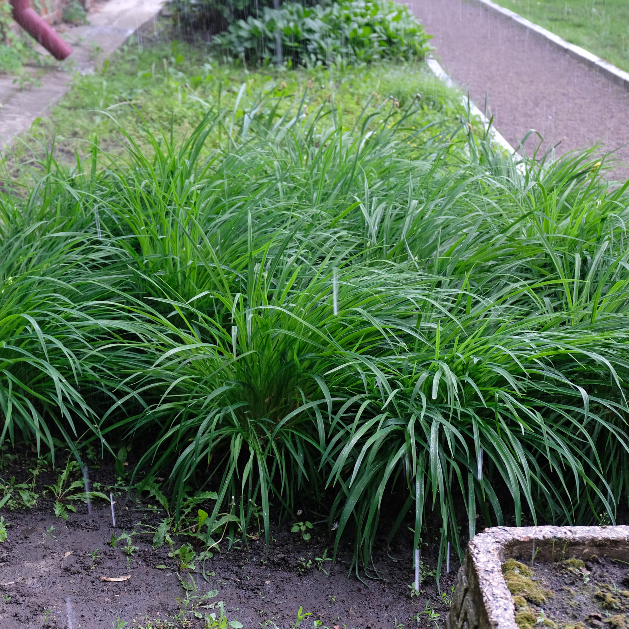 Carex oshimensis 'Intense Green' 2L