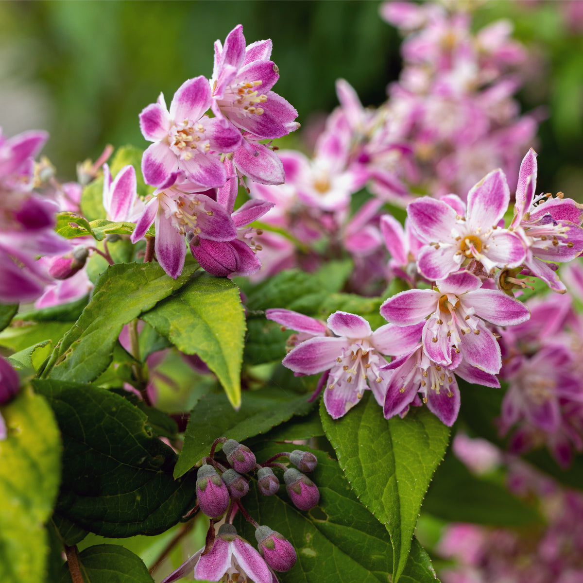 Clusters of pink and white, pointed-petal flowers bloom among bright green leaves on Deutzia x hybrid &#39;Strawberry Fields&#39; 1L/2L. Several unopened buds are set against a softly blurred, leafy background.