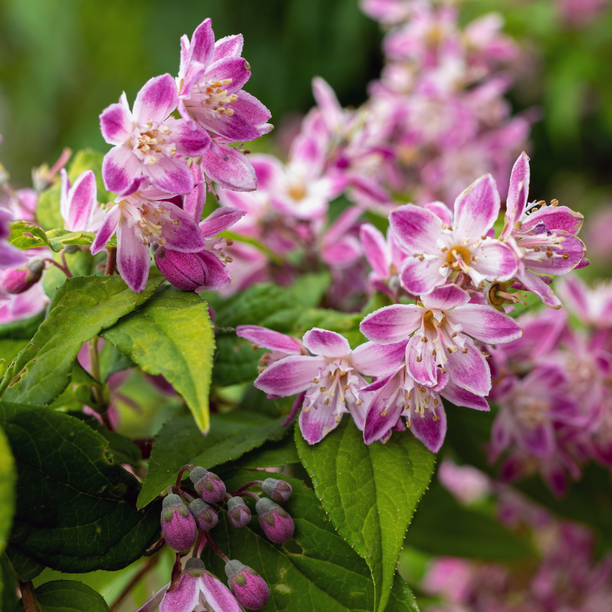 Clusters of pink and white fragrant flowers, green leaves, and buds decorate the compact Deutzia &#39;Raspberry Sundae&#39; 3L shrub, shown against a softly blurred natural background.