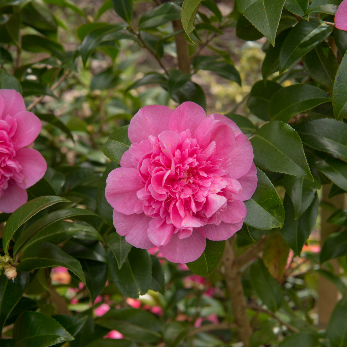 The Camellia japonica Debbie 9cm / 2L features vibrant pink blooms with delicate, layered petals set against glossy foliage, making it a standout colorful winter plant for gardens in partial shade.