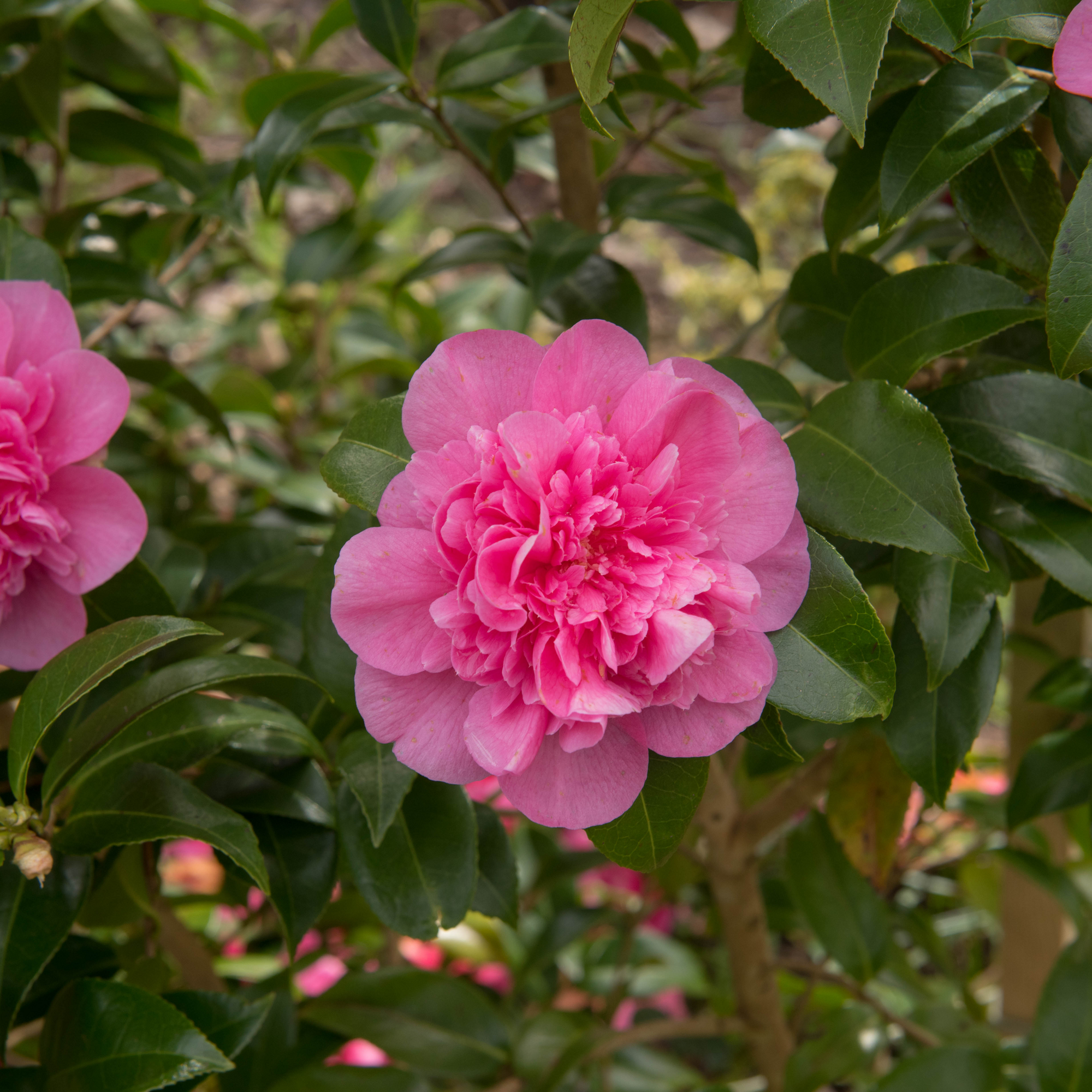 Camellia japonica Debbie 60cm