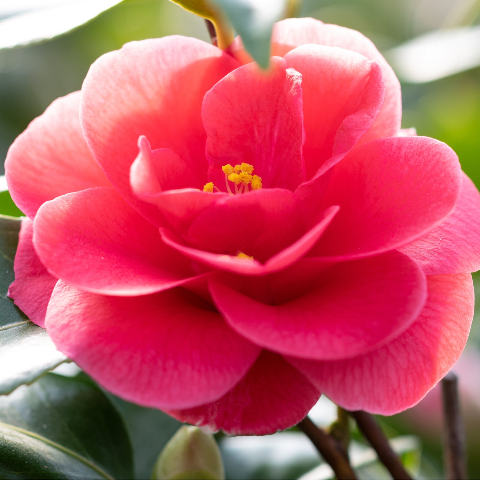 Camellia x Wiliamsi (Hybrid Camellia) 50-60cm