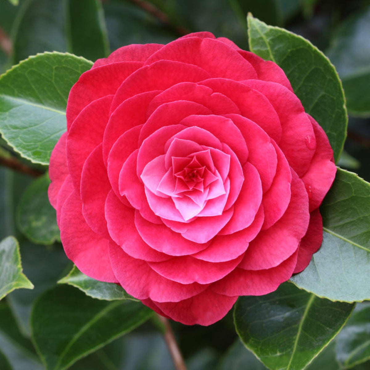 Camellia  &#39;Roger Hall&#39; 1L / 5L (100cm)
