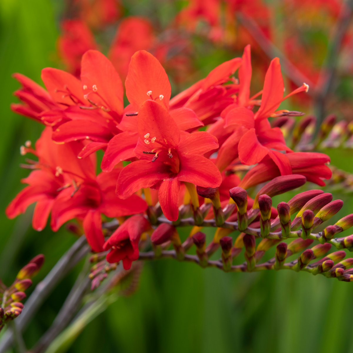 Crocosmia x crocosmiiflora &#39;Lucifer&#39; 9cm/2L