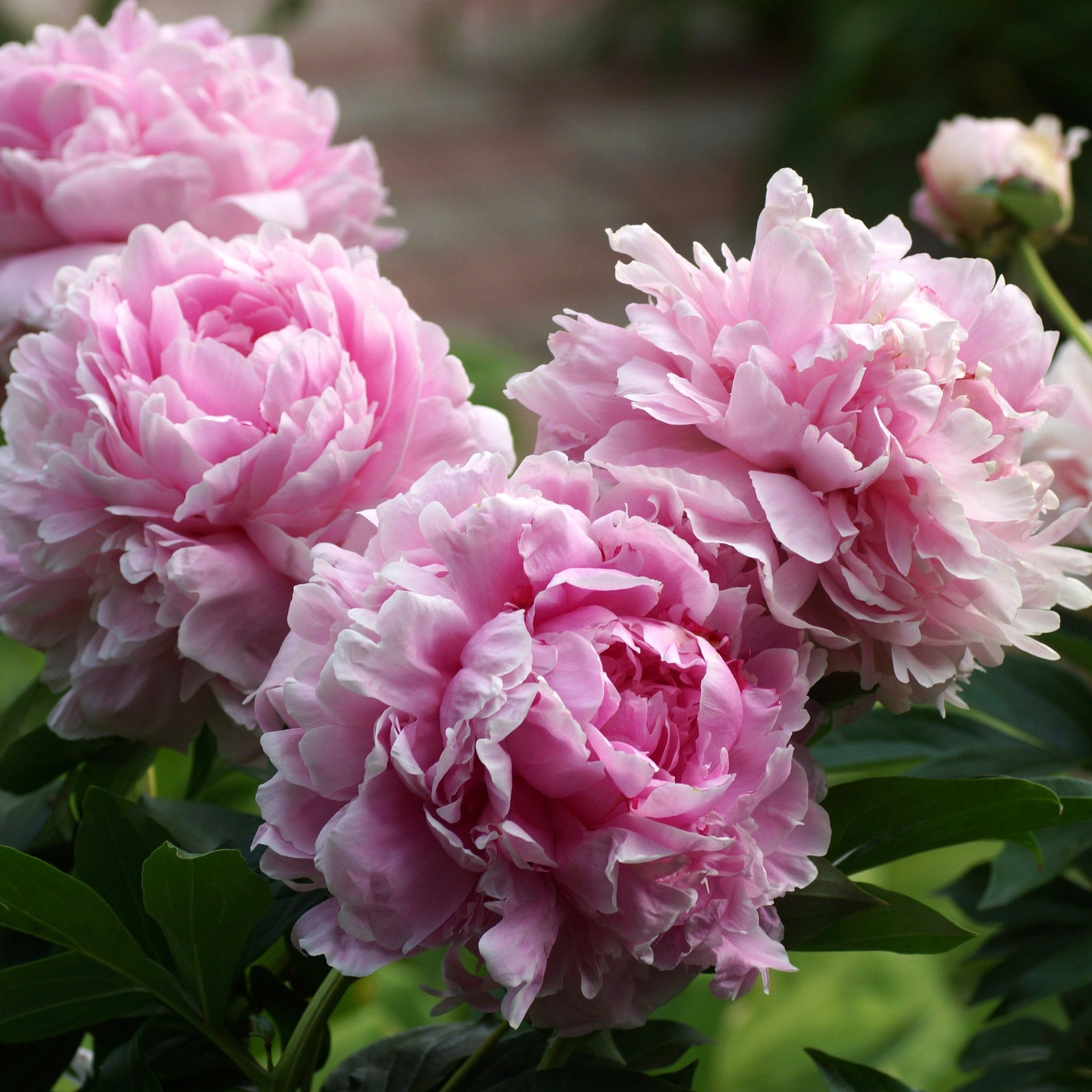 Peony 'Sarah Bernhardt' 1L features large, fragrant, pink blooms with lush, ruffled petals, set against dark green foliage for a striking garden display.