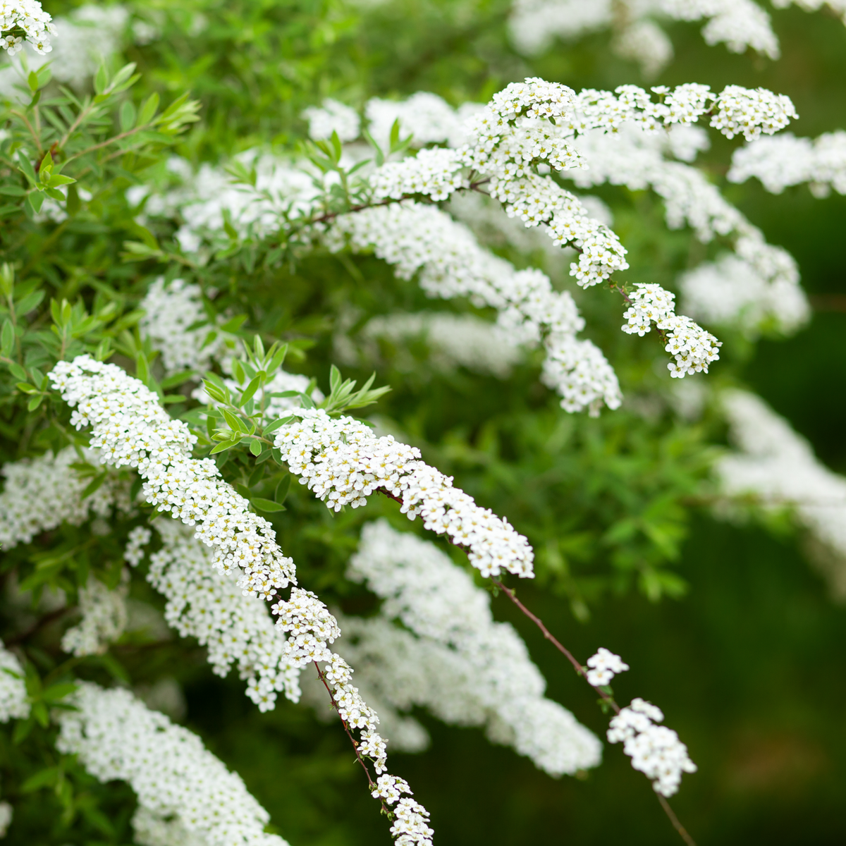 Long, arching branches of Spiraea x cinerea &#39;Grefsheim&#39; 5L, adorned with clusters of small white flowers and green leaves, create an elegant, bee-friendly shrub in full spring bloom against a blurred green backdrop.
