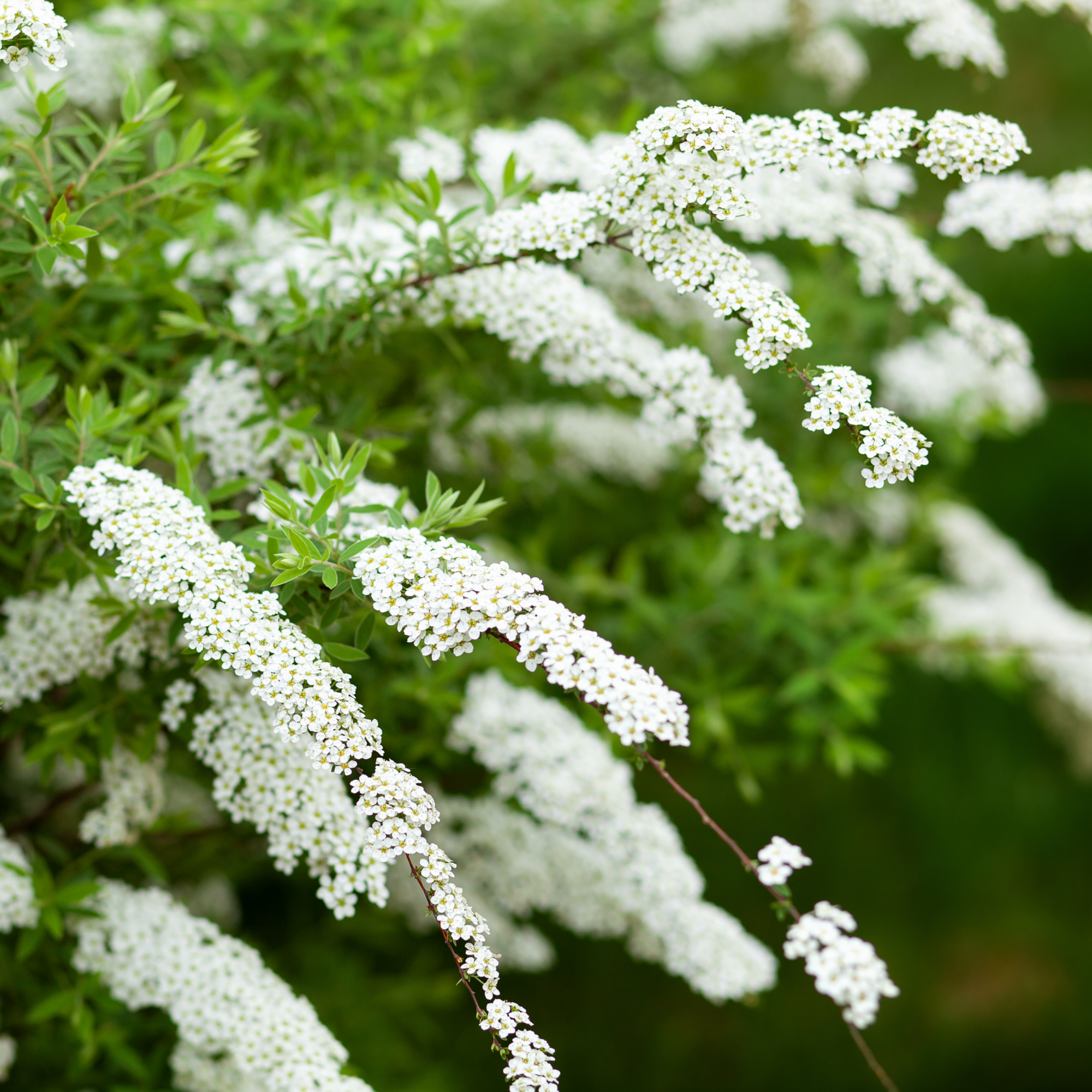 Spiraea x cinerea 'Grefsheim' 5L