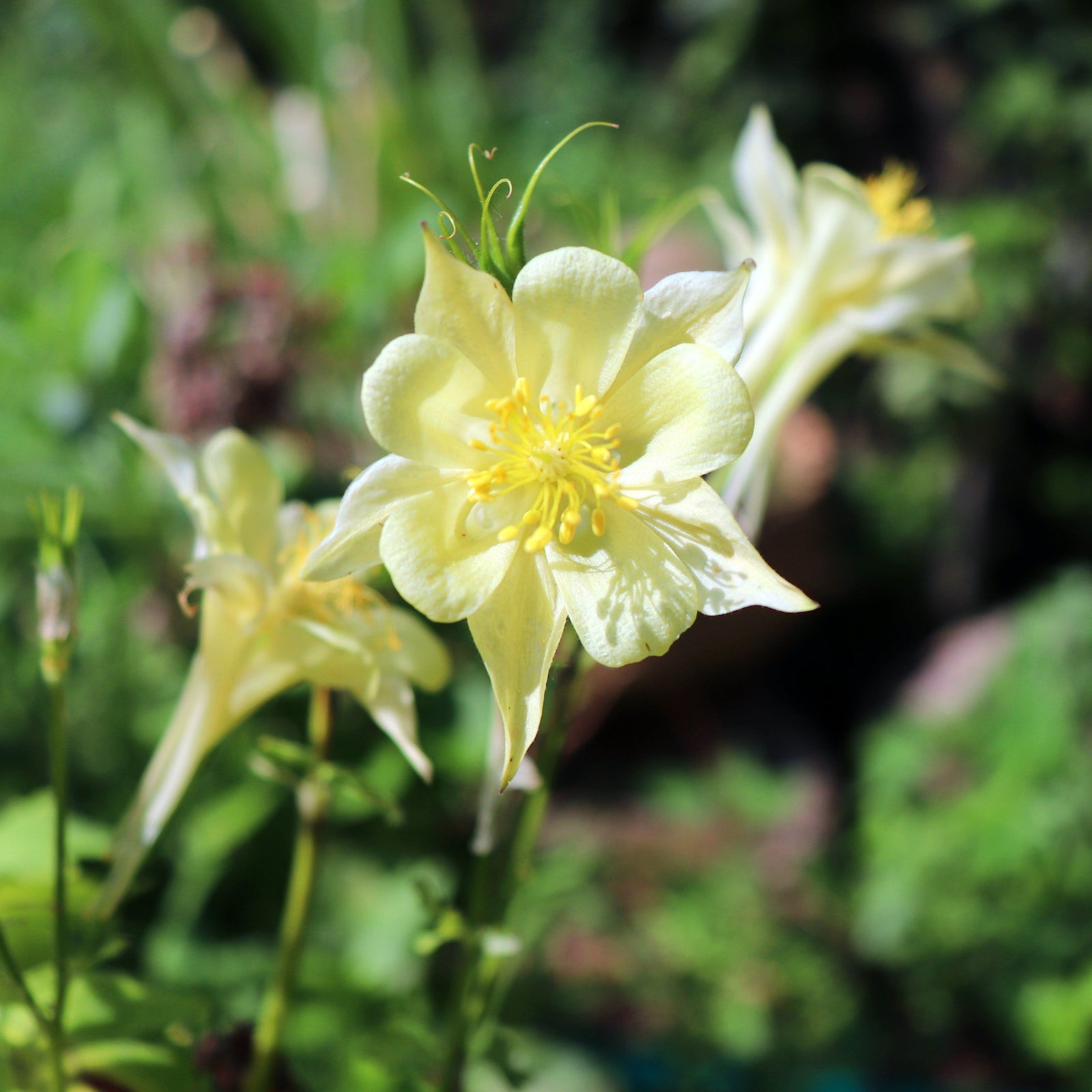 Aquilegia 'Yellow Star' 1L displays several pale yellow columbine flowers with long spurs among green stems and leaves. Some buds are still closed, set against a softly blurred background of lush garden greenery.