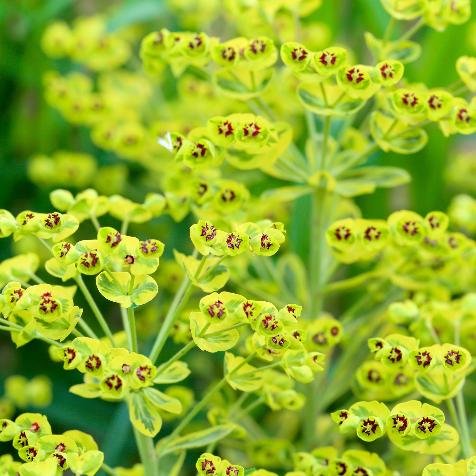 A close-up of Euphorbia x martinii 'Ascot Rainbow' (9cm/1.5/2L), an evergreen perennial with dense, variegated green and yellow foliage, red-tinged new growth, and glistening dewdrops on its leaves.