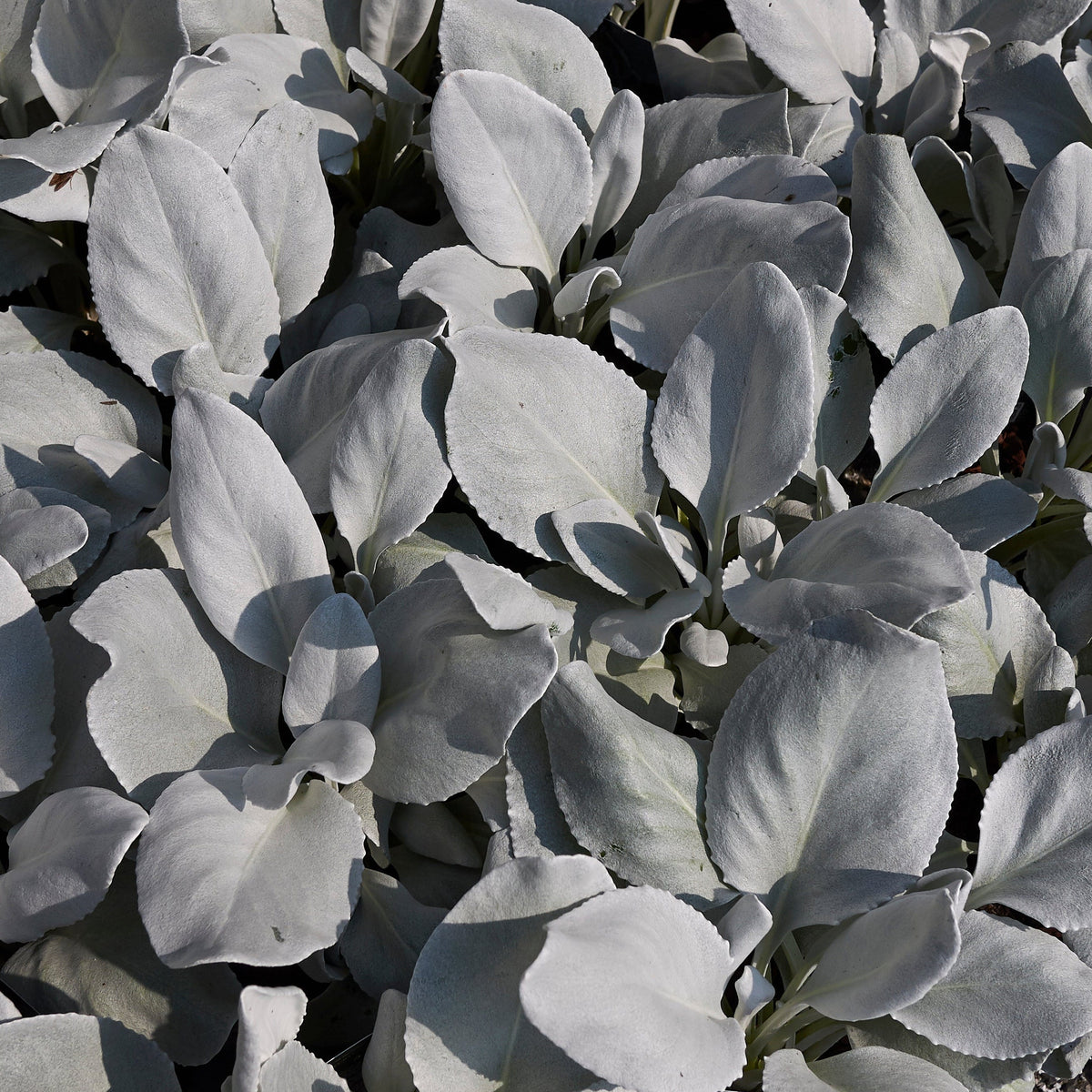 Senecio &#39;Angel Wings&#39; Evergreen (9cm/2L/5L) features striking, velvety silver-gray leaves with a soft, fuzzy texture. This drought-tolerant perennial forms a dense, eye-catching ground cover with its unique silver foliage.