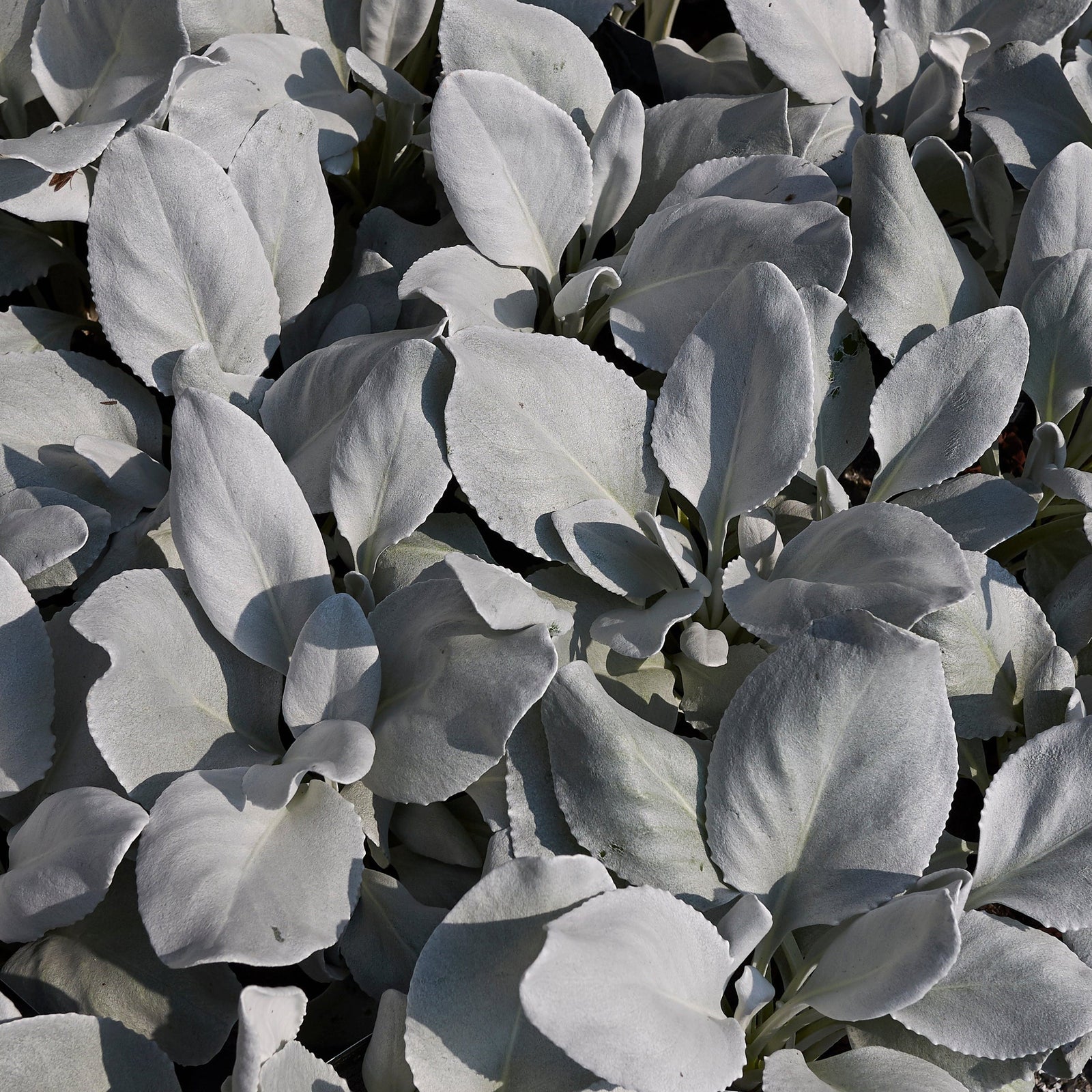 A hand holds a Senecio 'Angel Wings' Evergreen (9cm/2L/5L pot), a drought-tolerant perennial with large, soft, silvery-green leaves, shown in bright sunlight against a striped beige and white background.
