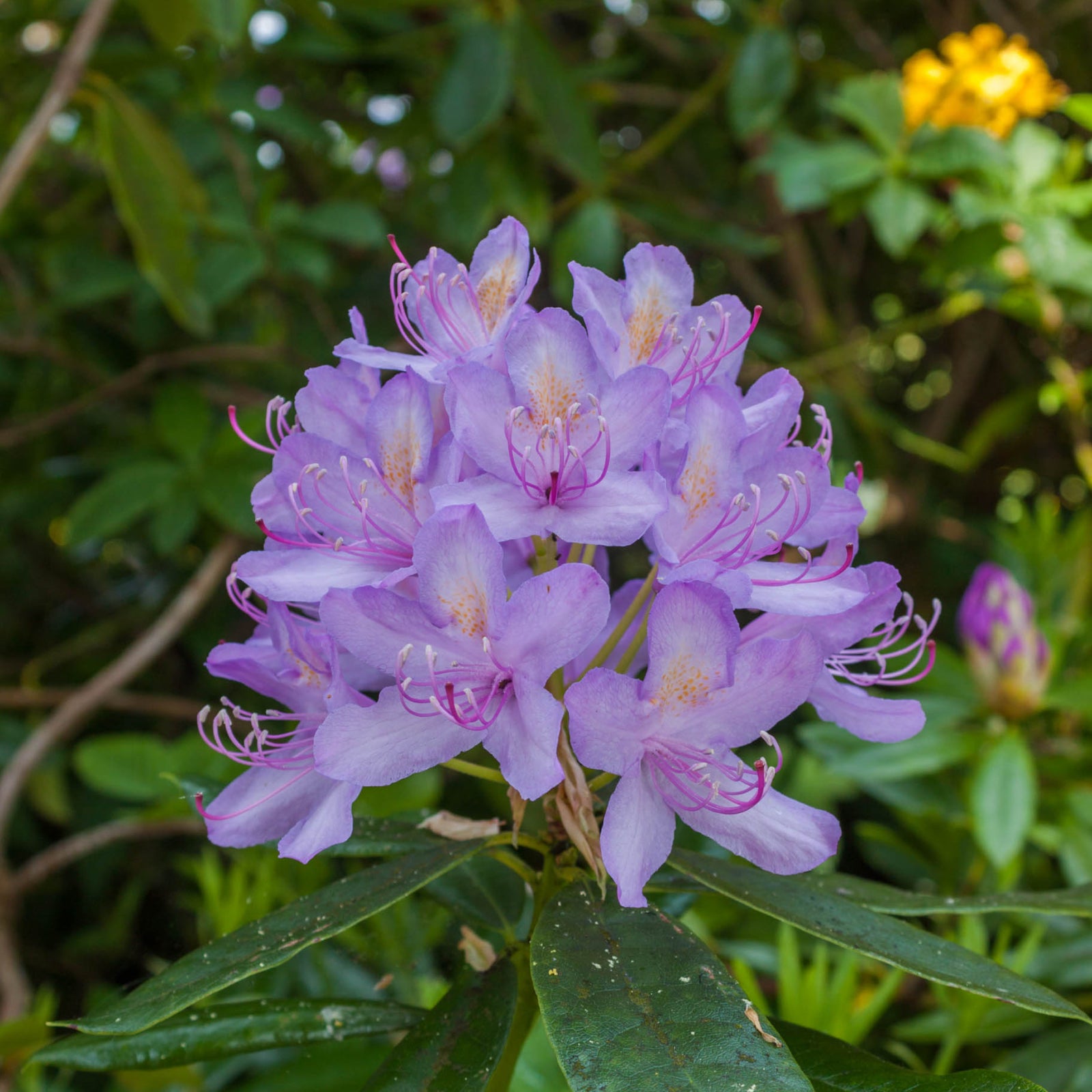 A cluster of light purple blooms with pink stamens from Rhododendron 'Moerheim' 1L, a dwarf evergreen shrub with dark green foliage, stands out against a softly blurred background.