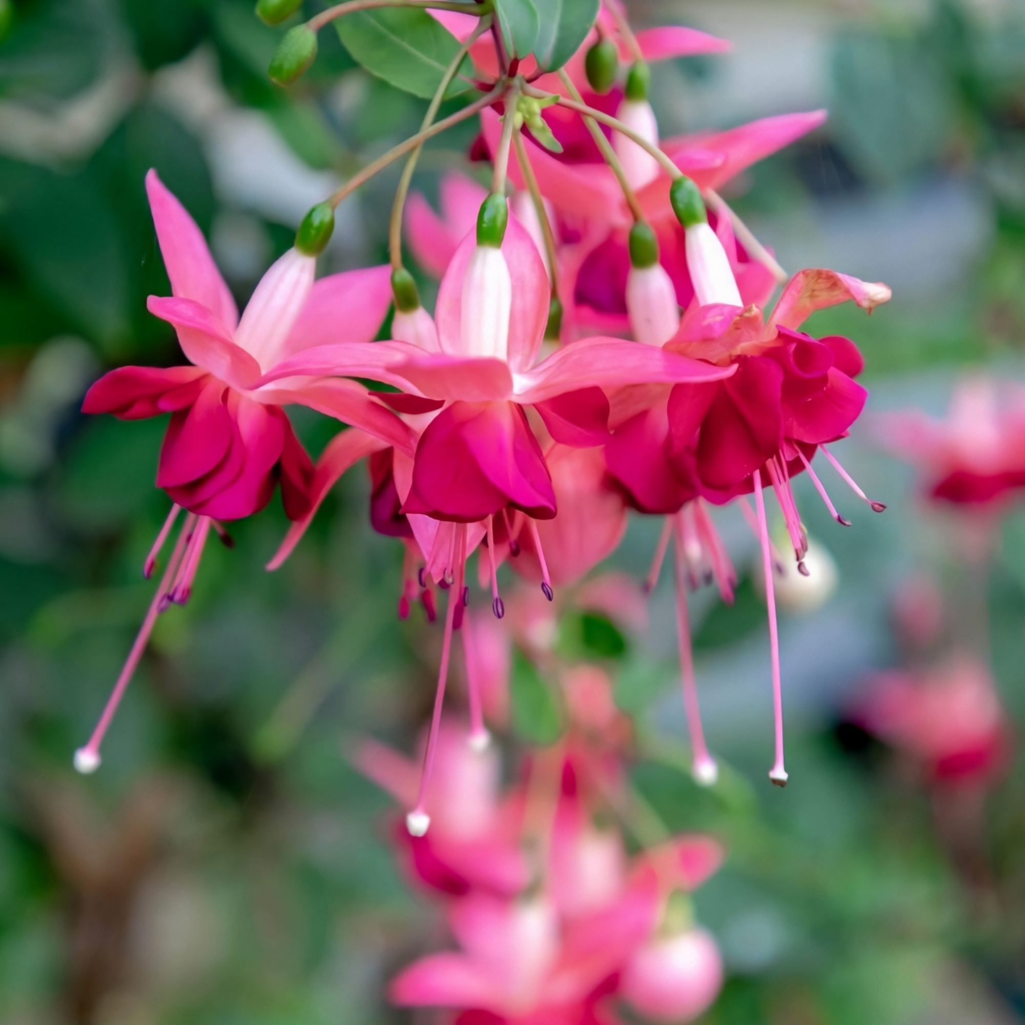 Fuchsia Paula Jane - Upright (9cm Pot)