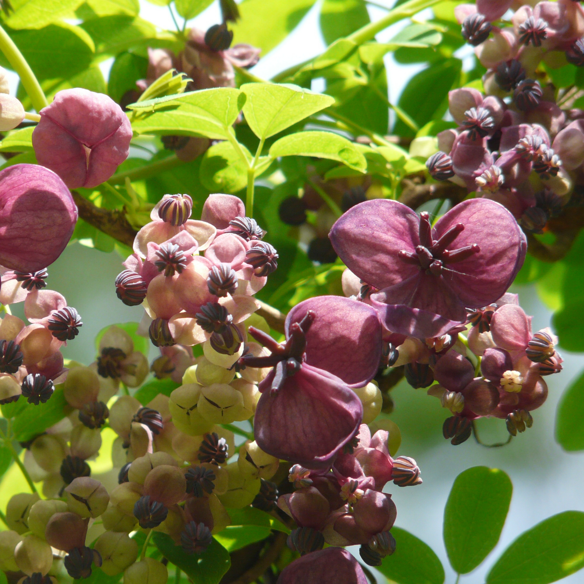 Akebia Quinata | Chocolate Vine | 60cm