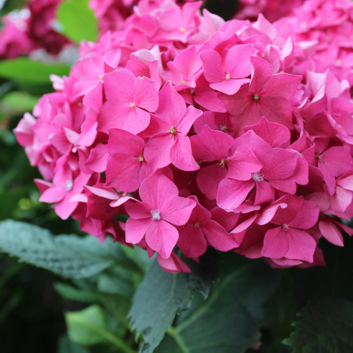 A close-up of the vibrant Hydrangea macrophylla &#39;Little Pink&#39; (Dwarf Hydrangea) in a 2L pot shows its compact pink flower clusters and lush green foliage—ideal for garden borders.