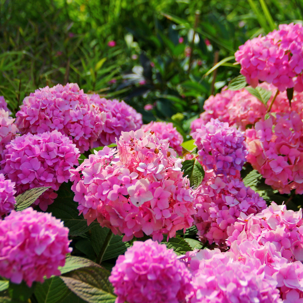 Hydrangea macrophylla &#39;Xian&#39; 5L features vibrant pink blooms and lush green foliage, adding color and beauty to your summer garden.
