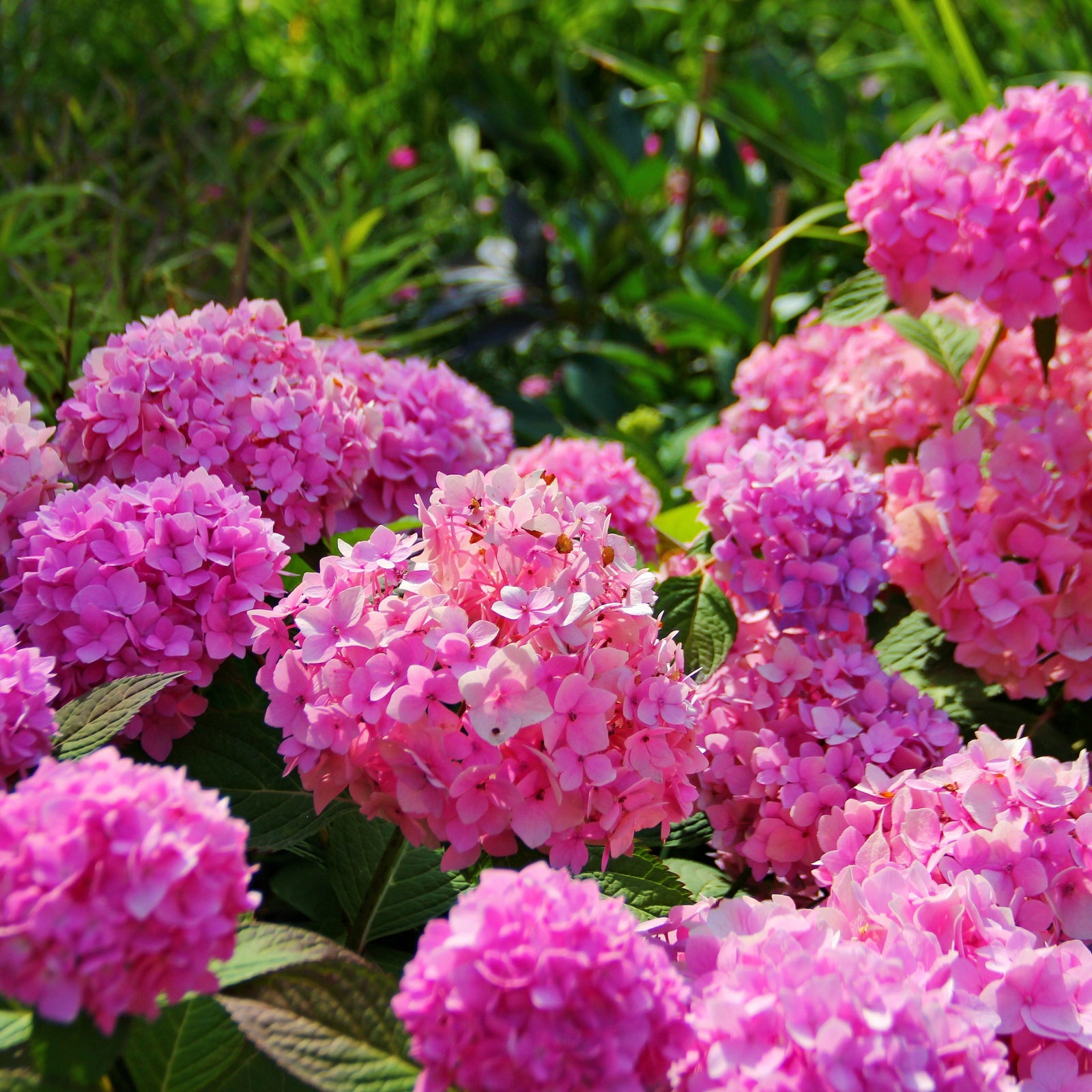 A smiling man in a black shirt stands by a wooden fence, holding Hydrangea macrophylla 'Xian' 5L—a vibrant choice to brighten summer gardens during its flowering period.