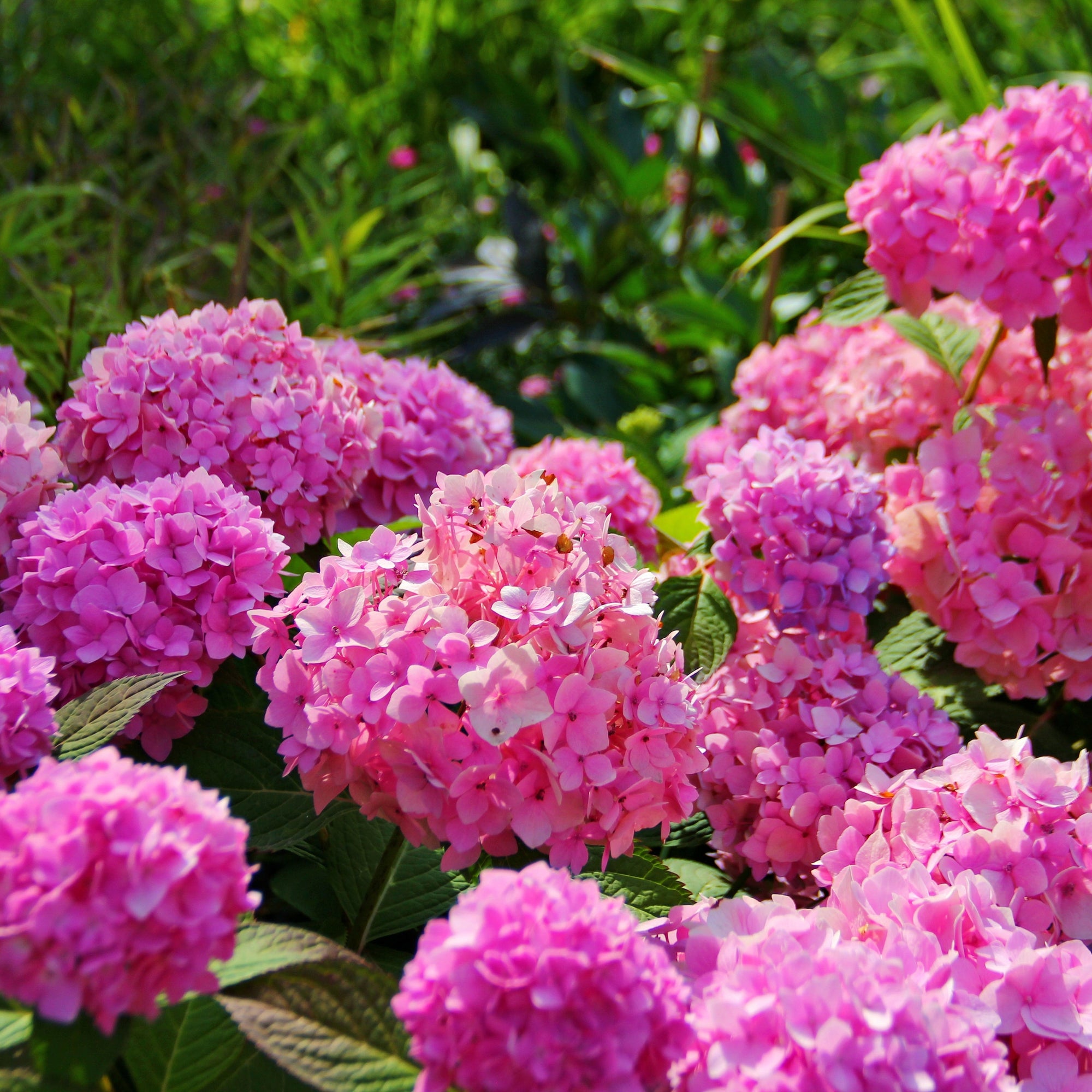 Hydrangea macrophylla 'Xian' 5L