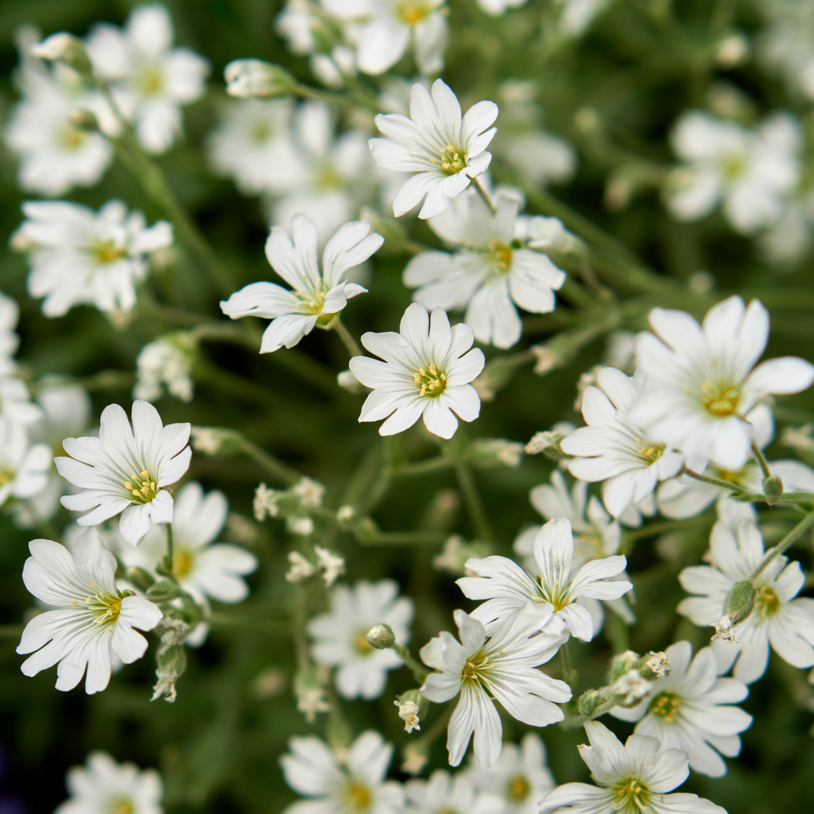 Cerastium tomentosum Silberteppich 1L