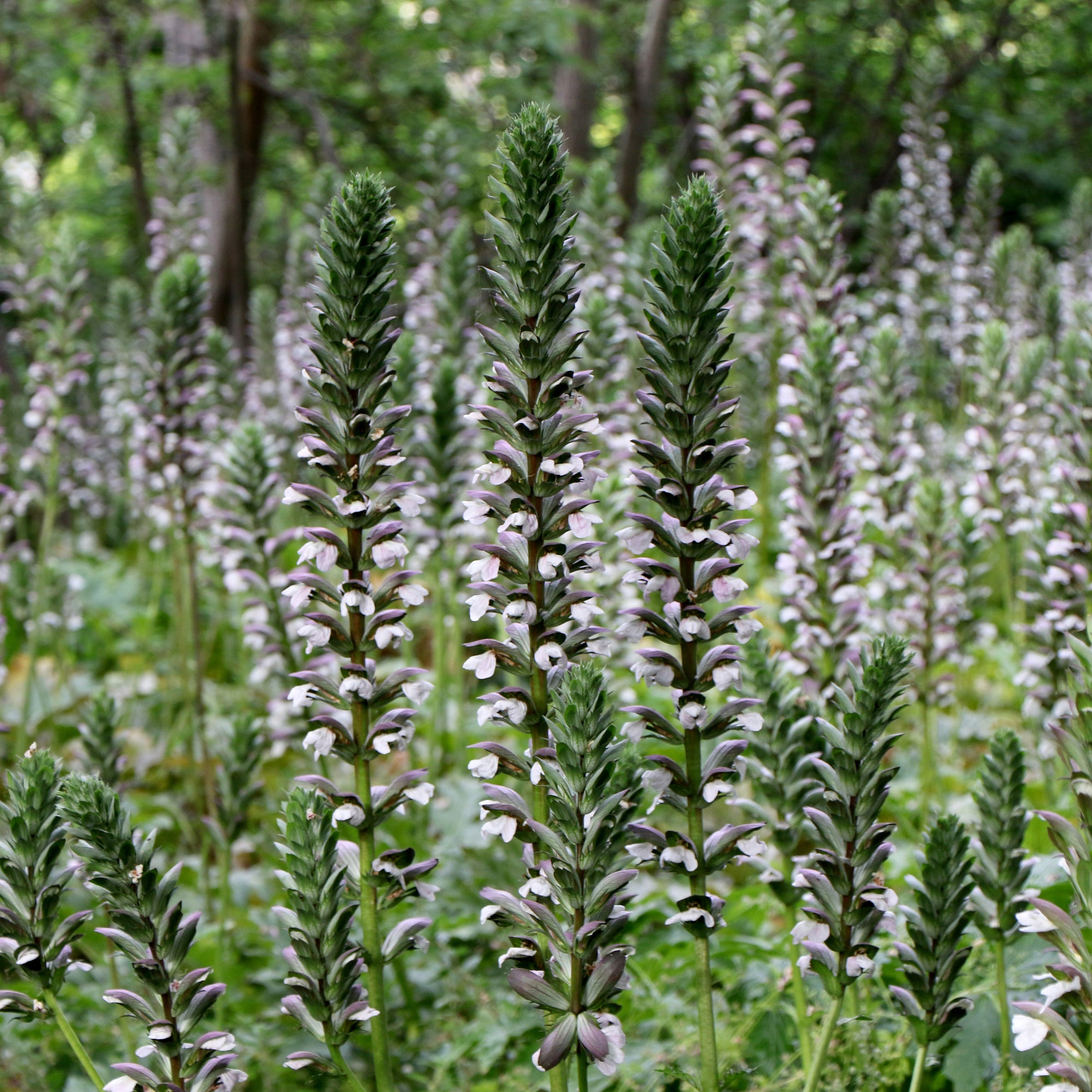 Acanthus mollis  2L