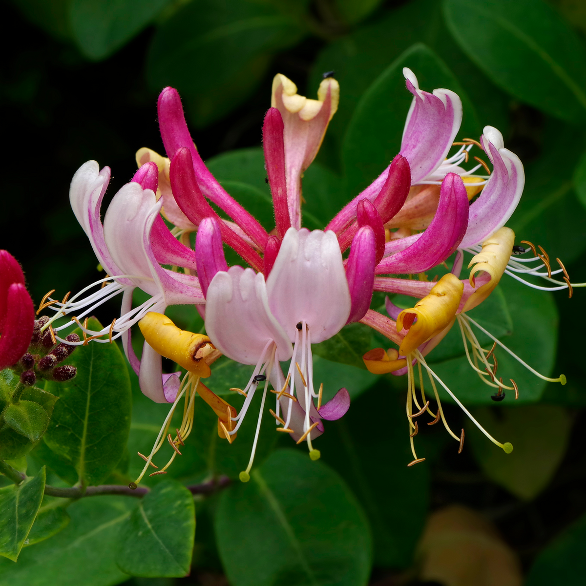 A close-up of Honeysuckle periclymenum &#39;Serotina&#39; 60cm reveals pink, white, and yellow tubular, fragrant flowers with long stamens set against lush green leaves.