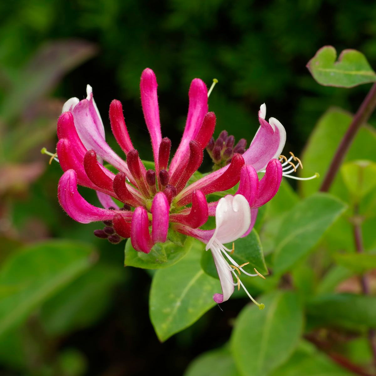 A close-up of Honeysuckle periclymenum &#39;Serotina&#39; 60cm, showcasing its fragrant flowers and delicate beauty.