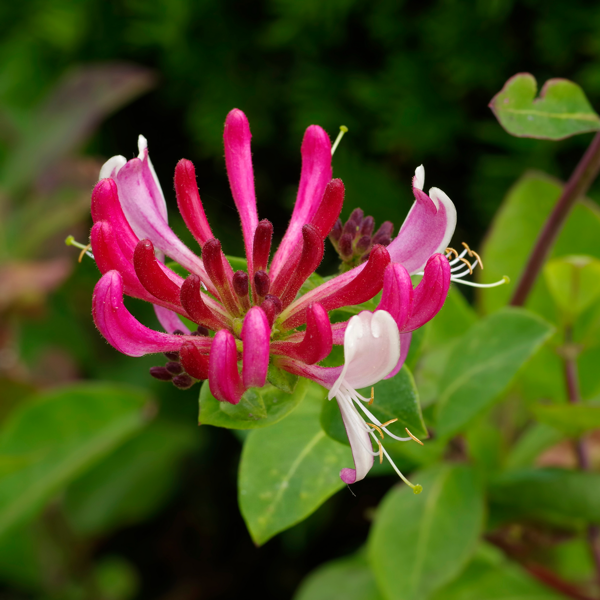 Honeysuckle periclymenum 'Serotina' 60cm