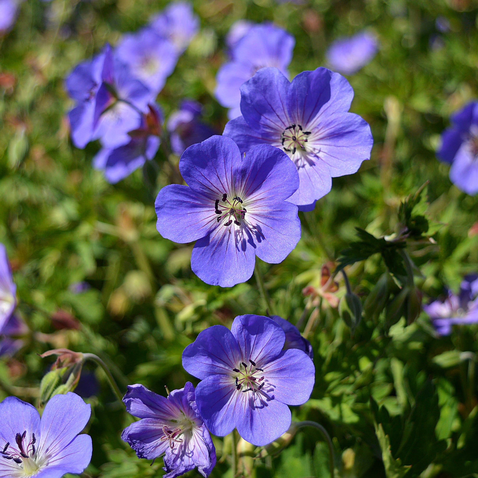 Geranium 'Rozanne'  2L