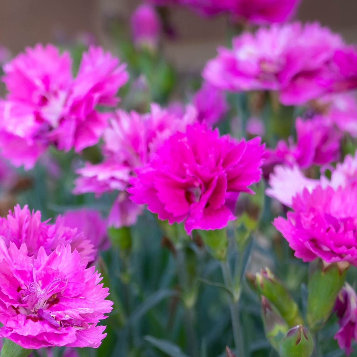 Dianthus plumarius Dixie Pink 1.5L features vibrant pink, ruffled blooms on green stems and leaves, with its striking color and texture standing out beautifully against a softly blurred background.