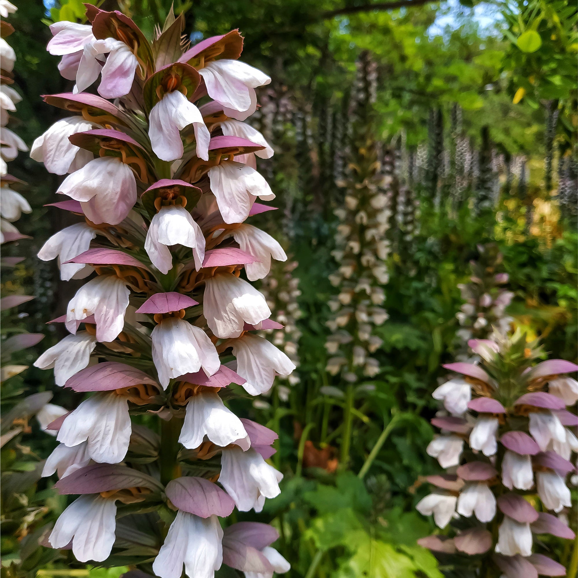 Acanthus mollis  2L