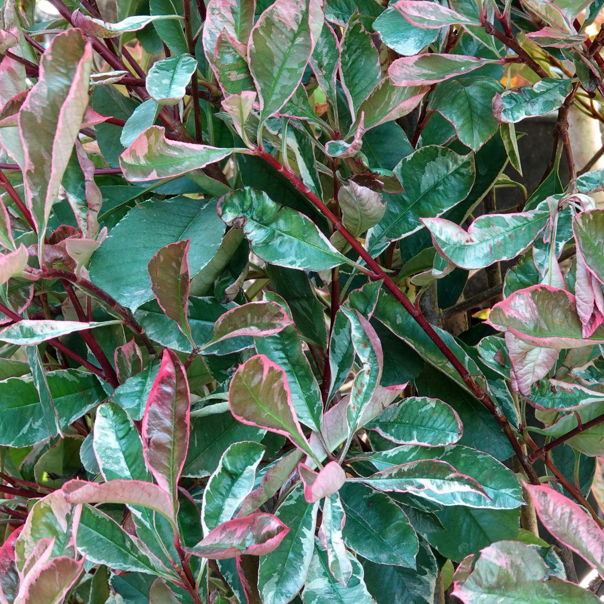 Photinia fraseri &#39;Pink Marble&#39; 3L features dense, glossy green leaves edged and veined in pinkish-red with thin reddish stems—ideal for a patio pot or as a standout garden hedge.
