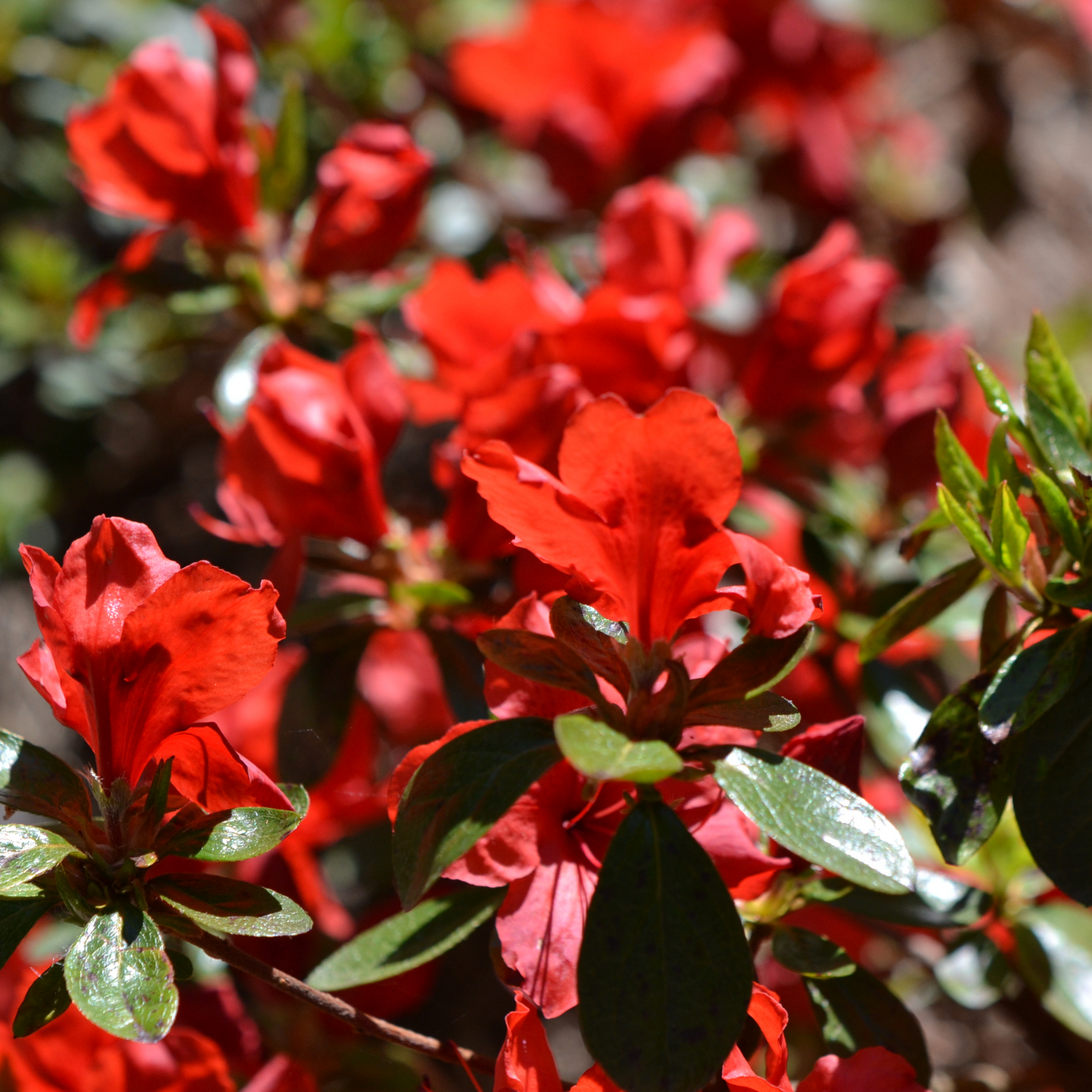 Azalea Florida 2L / 5L