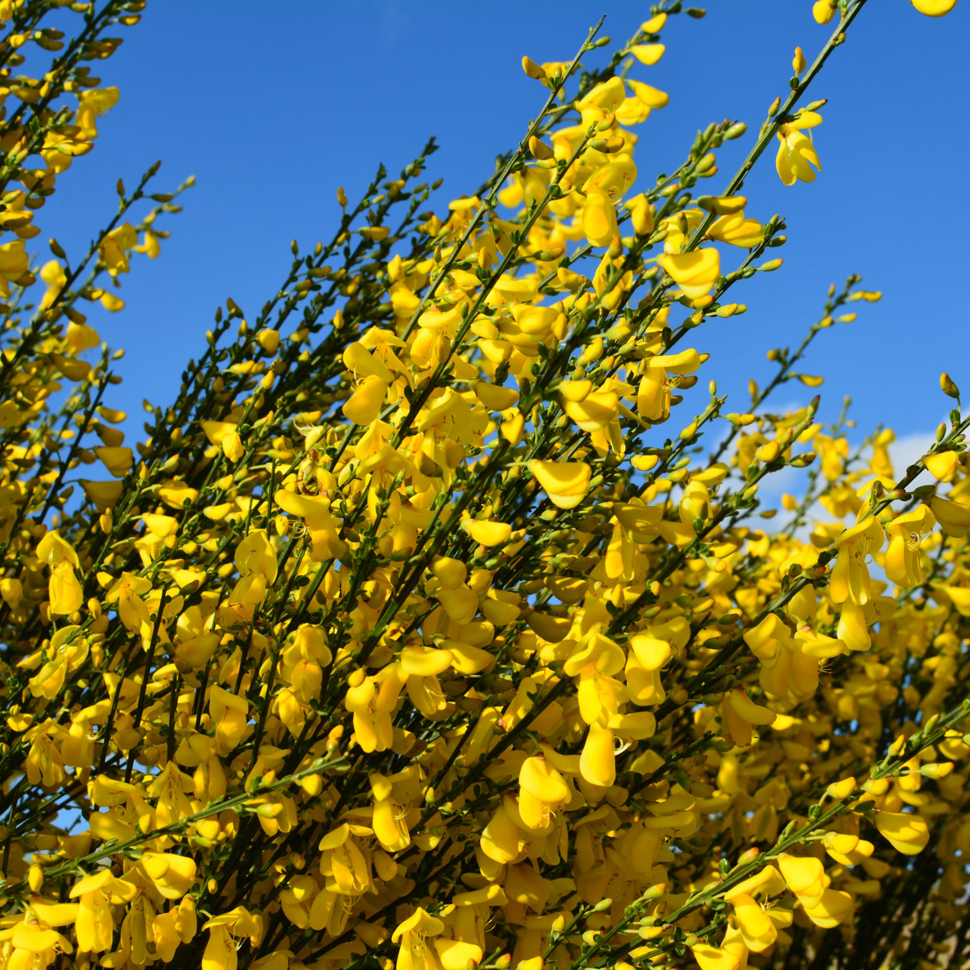 Cytisus x praecox 'Allgold' 2L