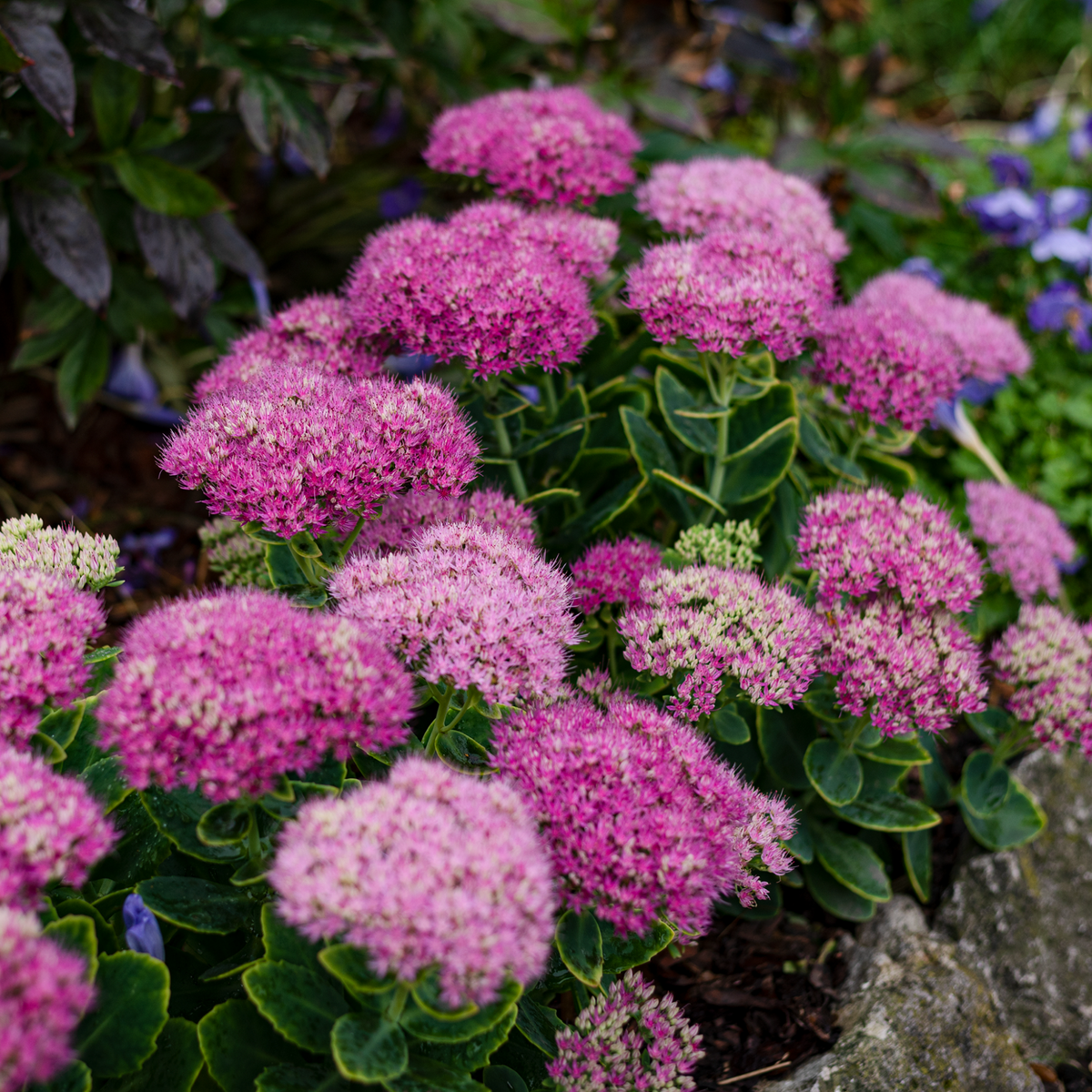 Close-up of several clusters of pink Spiraea japonica &#39;Little Princess&#39; flowers, a low maintenance plant in a 9cm / 2L pot, growing amidst green foliage with a stone partially visible in the bottom right corner.