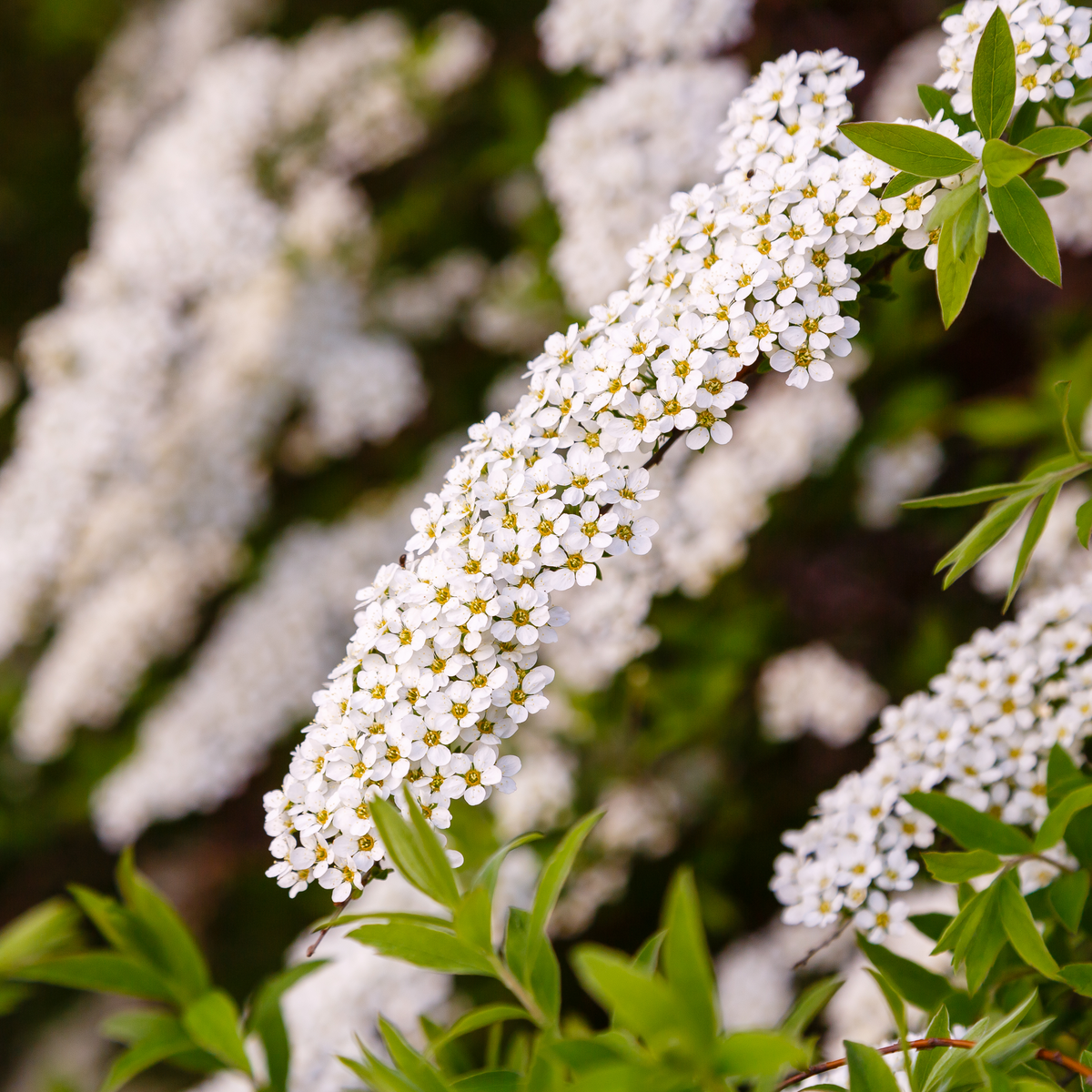 Spiraea japonica &#39;Snowmound&#39; 1L