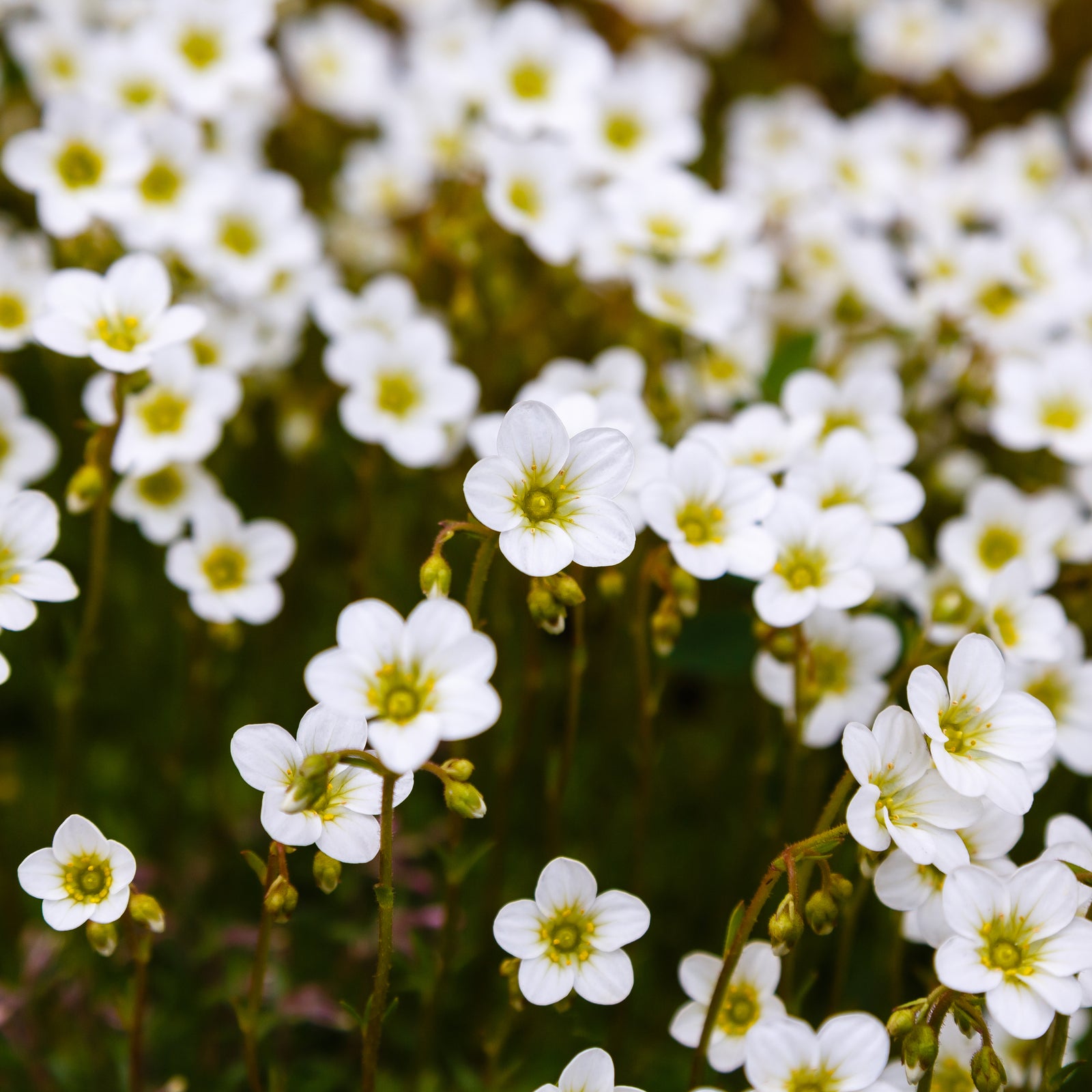 Saxifraga 'Pixie White' 2L features clusters of small white flowers with yellow-green centers, blooming densely—perfect for rockeries and a delightful addition to any perennial garden.